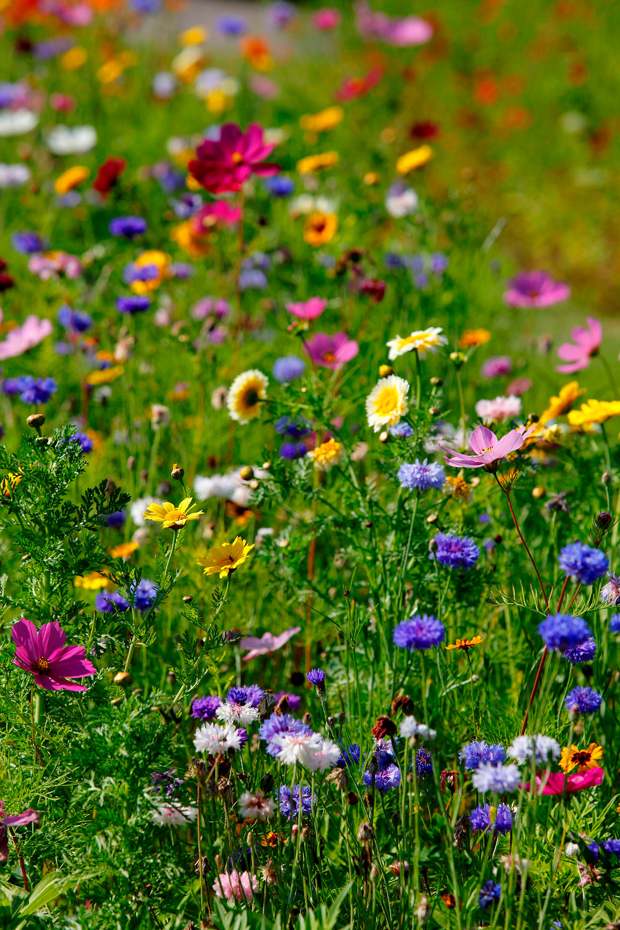 Sommerblumenmischung Mössinger Pastellmischung