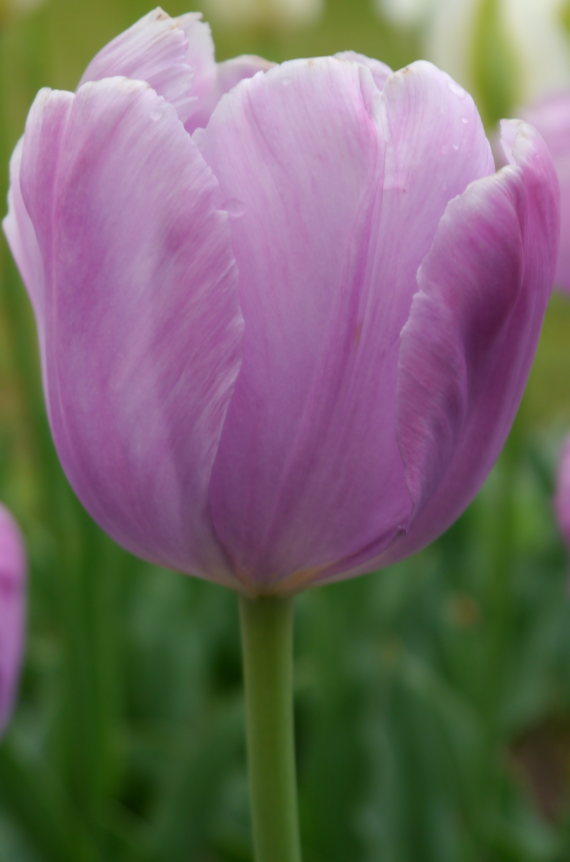 324162_D.-H.-Tulpen Light and Dreamy Nahaufnahme einer violetten Tulpe mit zarten, leicht feuchten Blütenblättern und grünem Stiel vor unscharfem grünen Hintergrund