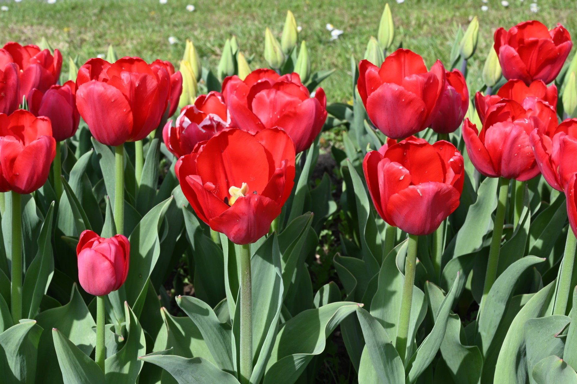 Triumph-Tulpen Proton