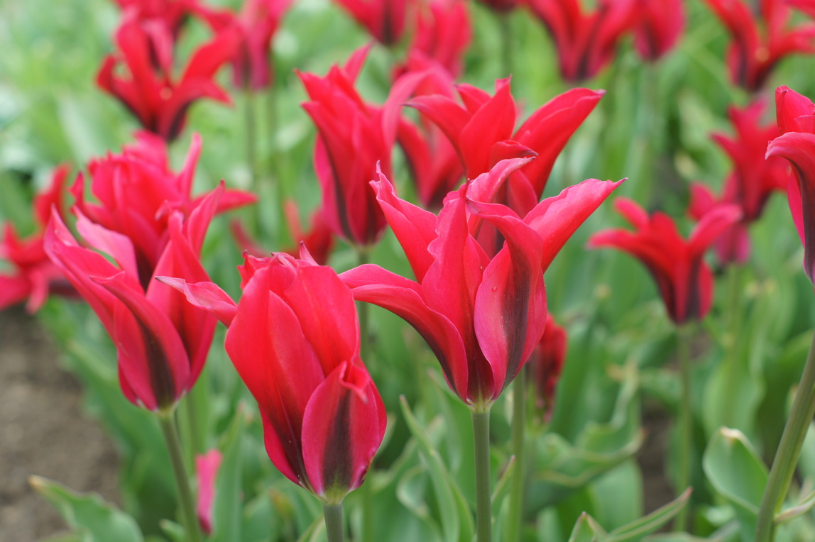 228900_Viridiflora-Tulpen Virichic_1 Nahaufnahme mehrerer roter, lilienblütiger Tulpen mit schlanken, welligen Blütenblättern und grünem Laub im Hintergrund