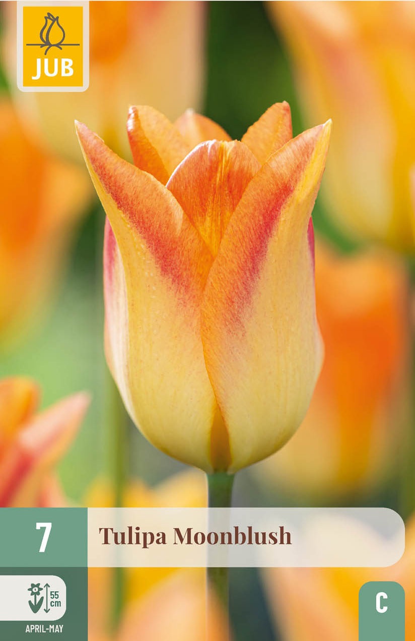 Lilienblütige Tulpen Moonblush