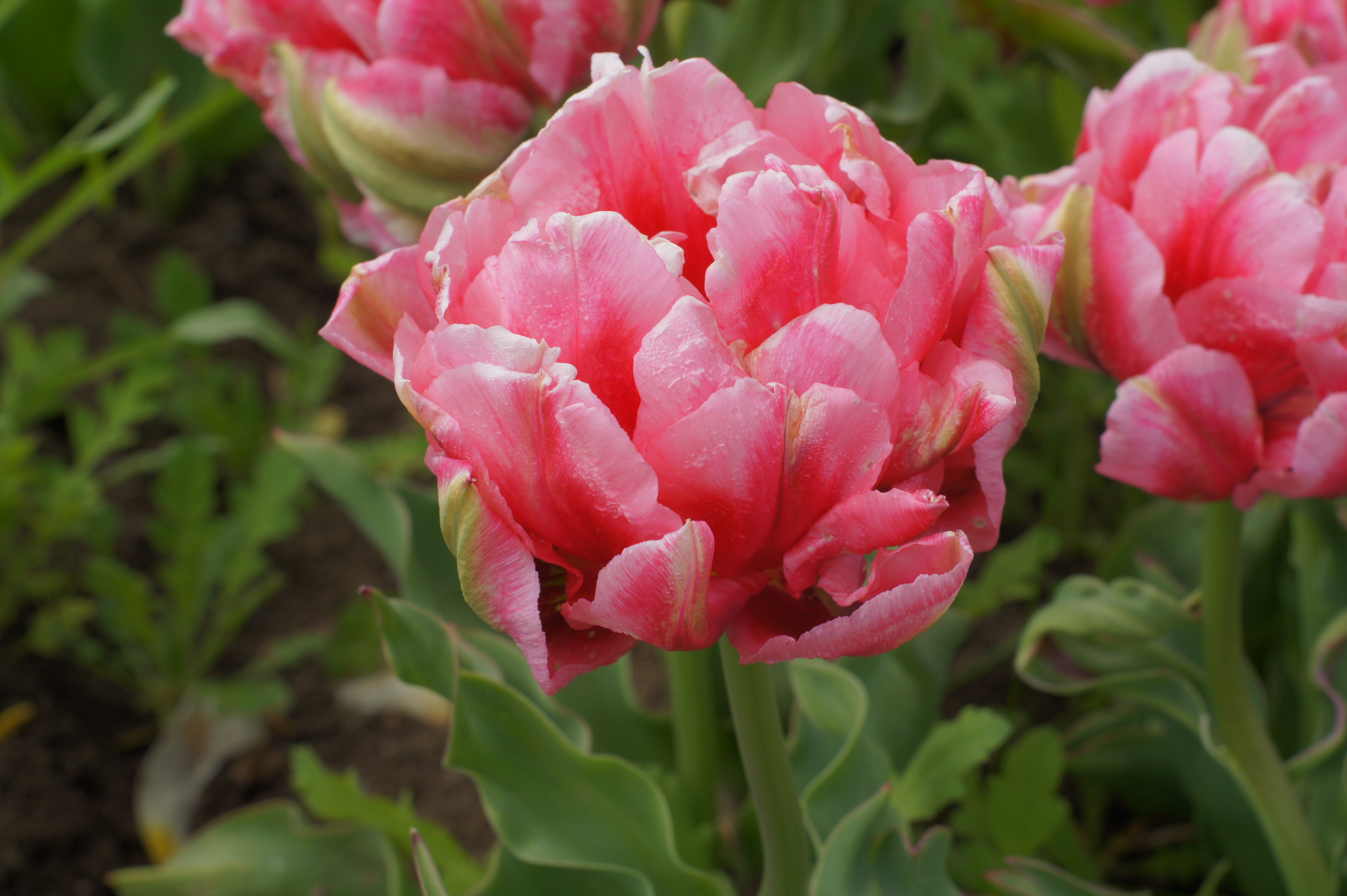 222581_Gef. frühe Tulpen Peach Blossom Nahaufnahme einer gefüllten rosa Tulpe mit zarten hellen Rändern und Wassertropfen auf den Blütenblättern, im Blumenbeet zwischen grünen Blättern