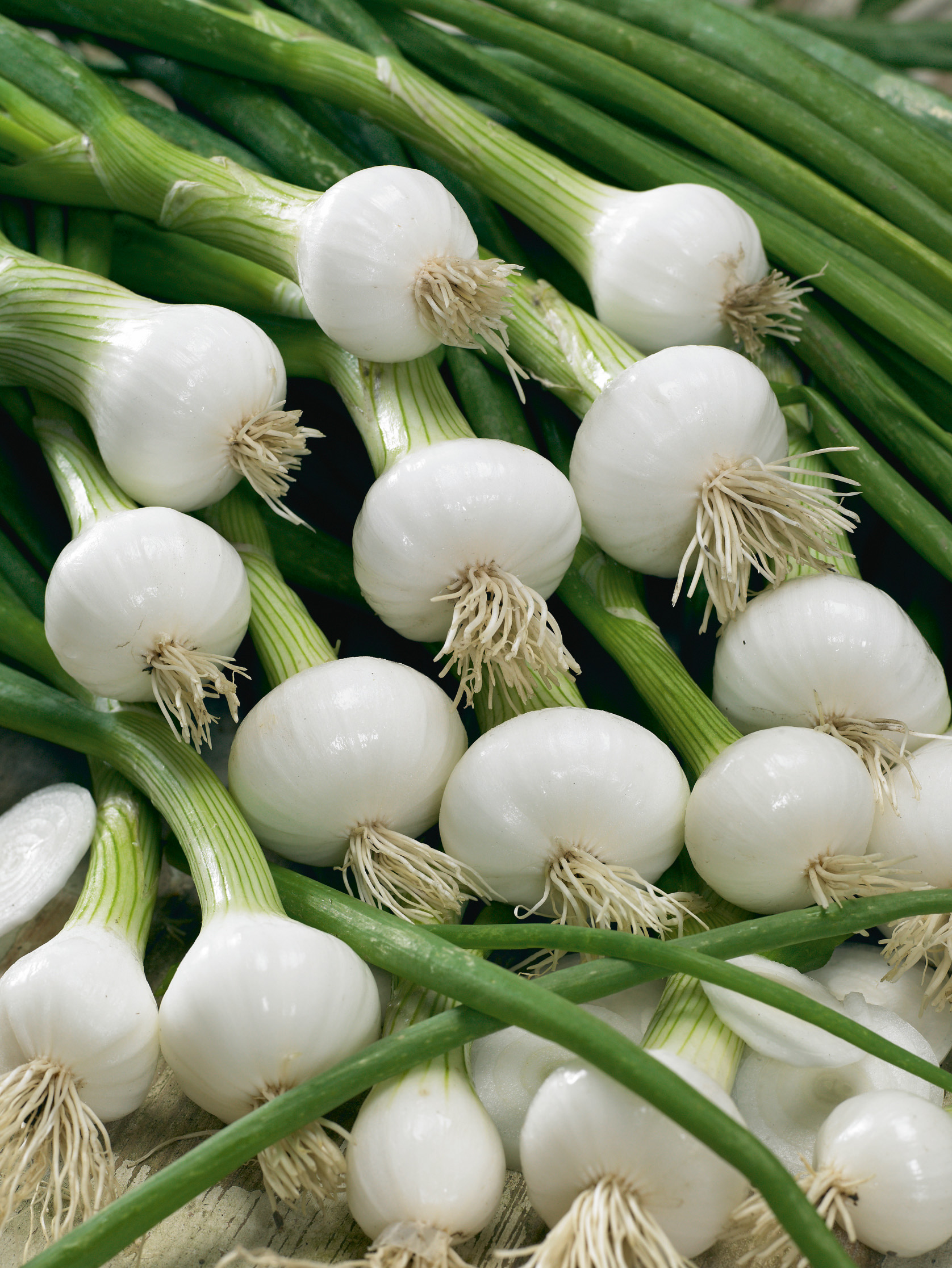 Perlzwiebeln Weiße Königin
