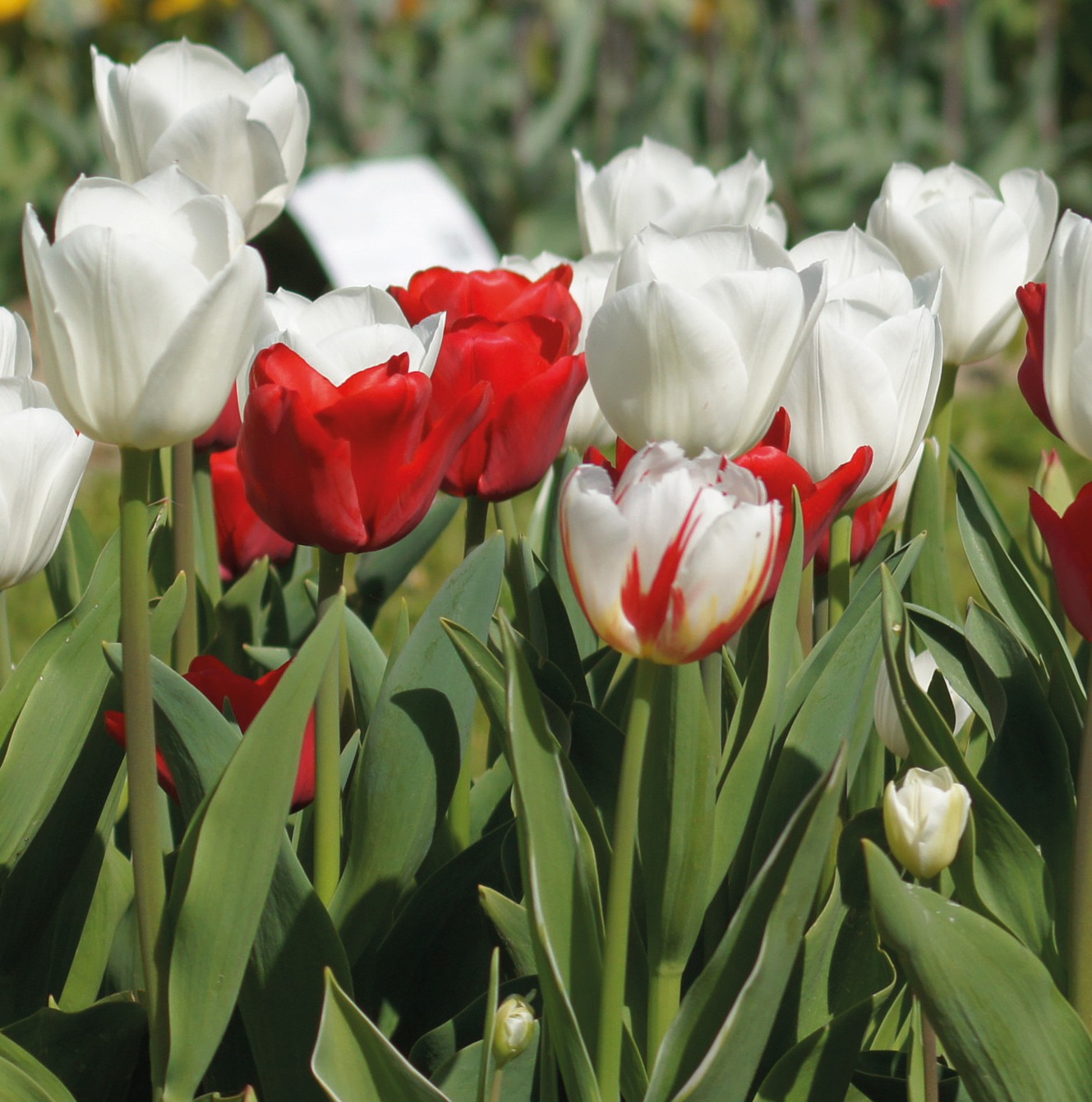 Tulpen Mischung Hanse Mengsel