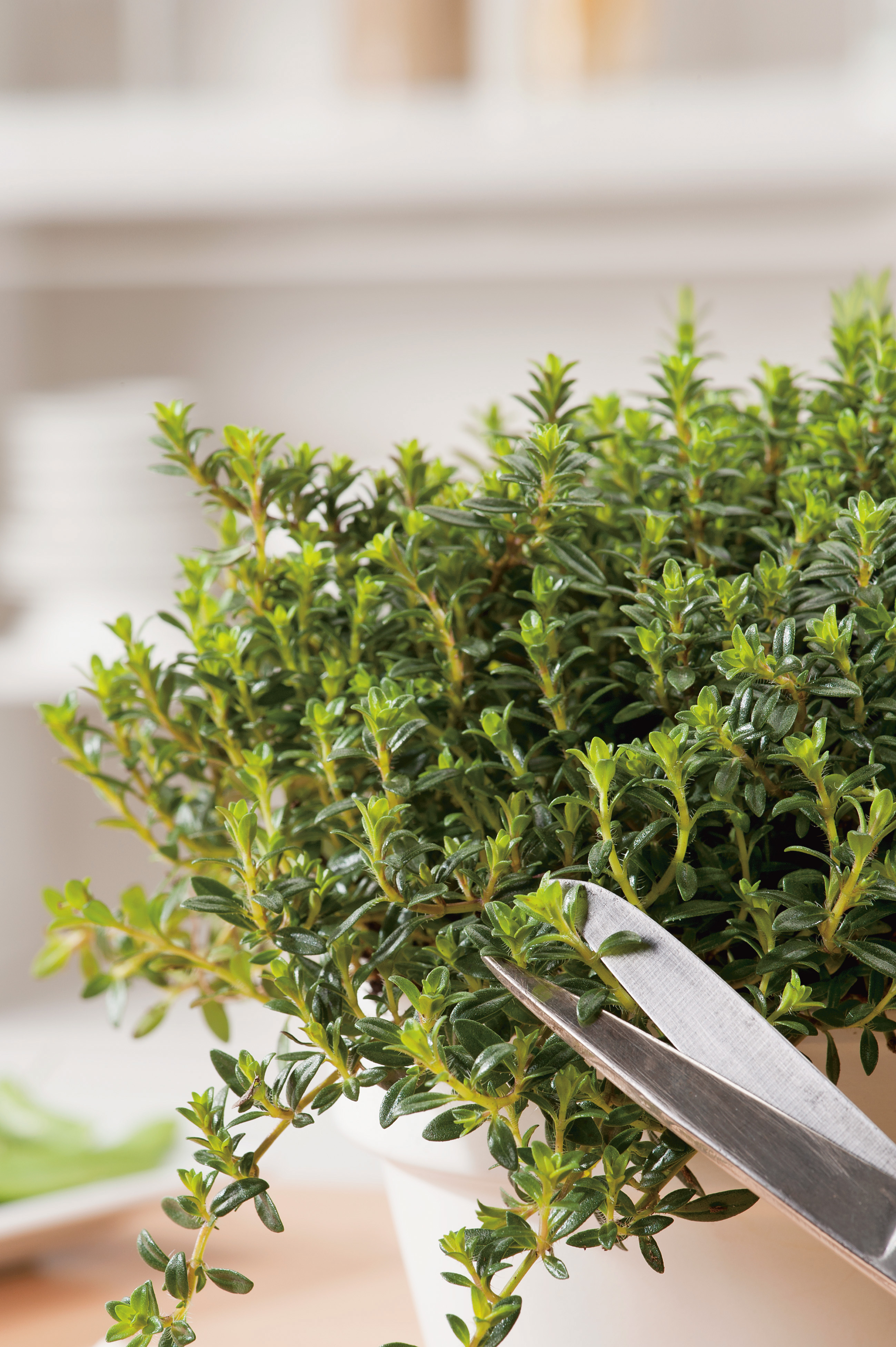 Bohnenkraut (Bio) einjährig