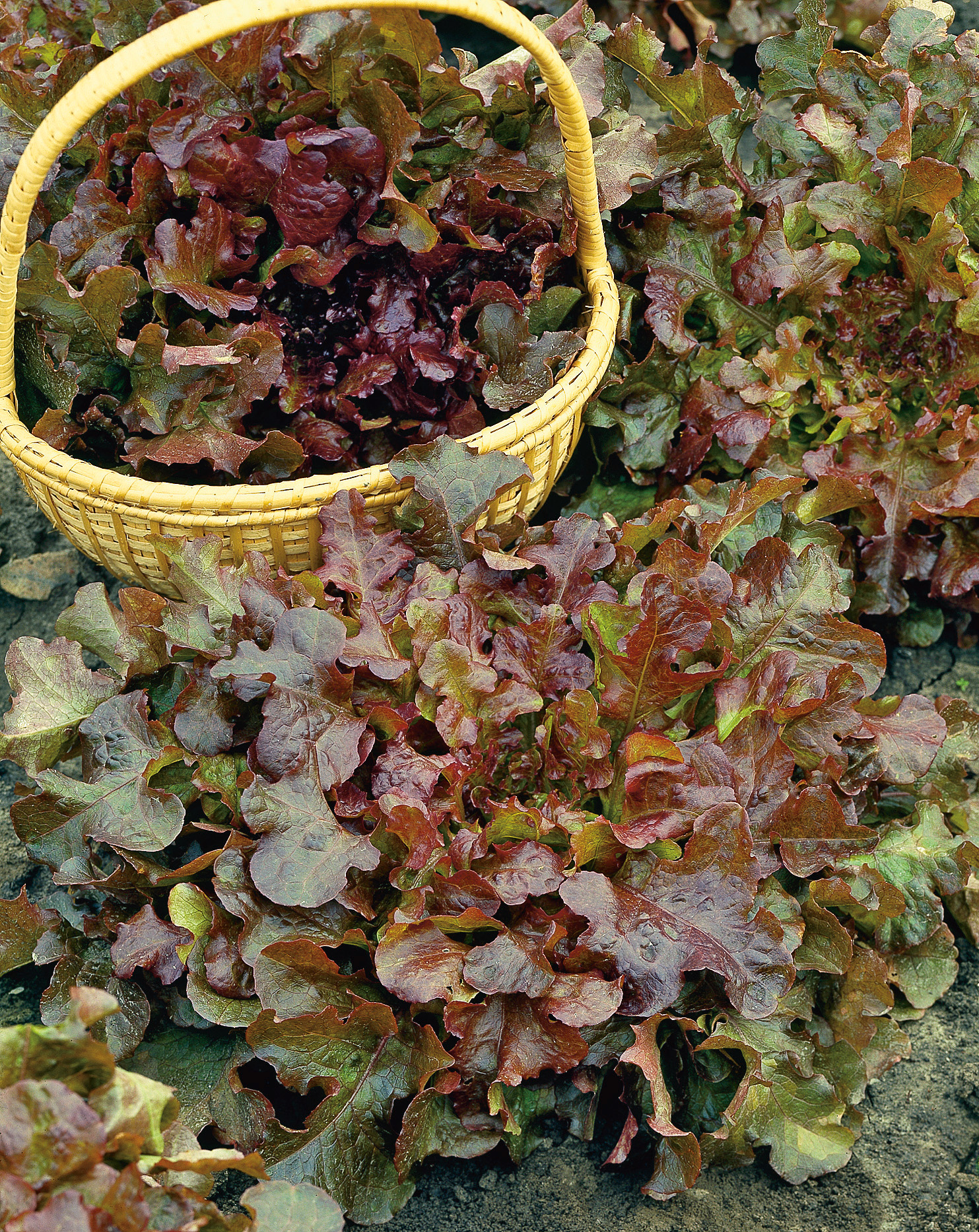 Eichblattsalat Red Salad Bowl