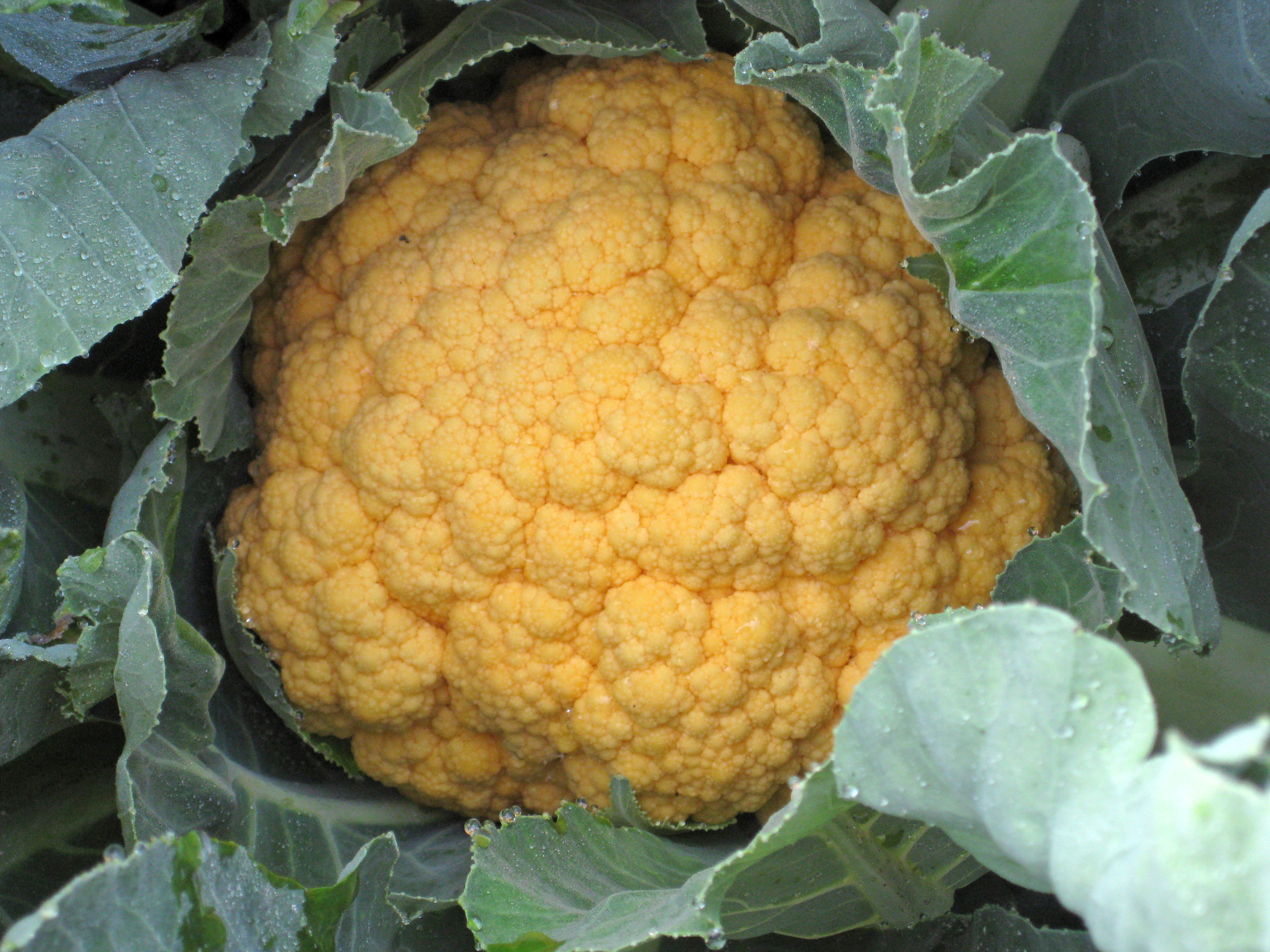 Blumenkohl Jaffa F1