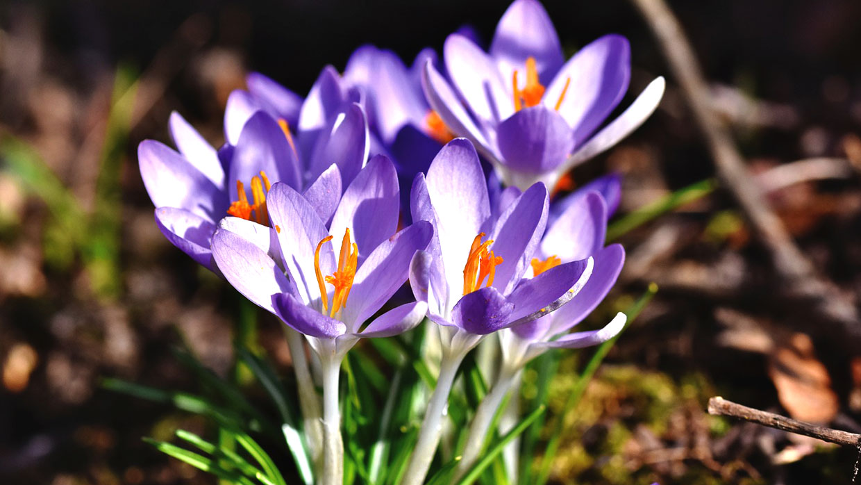 Bunte Krokusse in der Frühlingssonne Nahaufnahme von lila Krokussen mit orangefarbenen Staubfäden im Freien