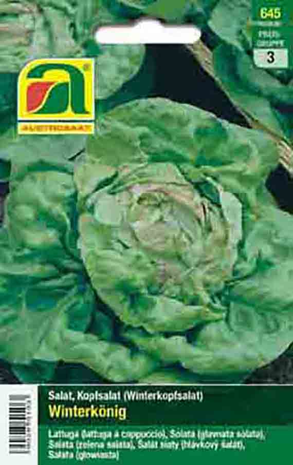 Kopfsalat Winterkönig