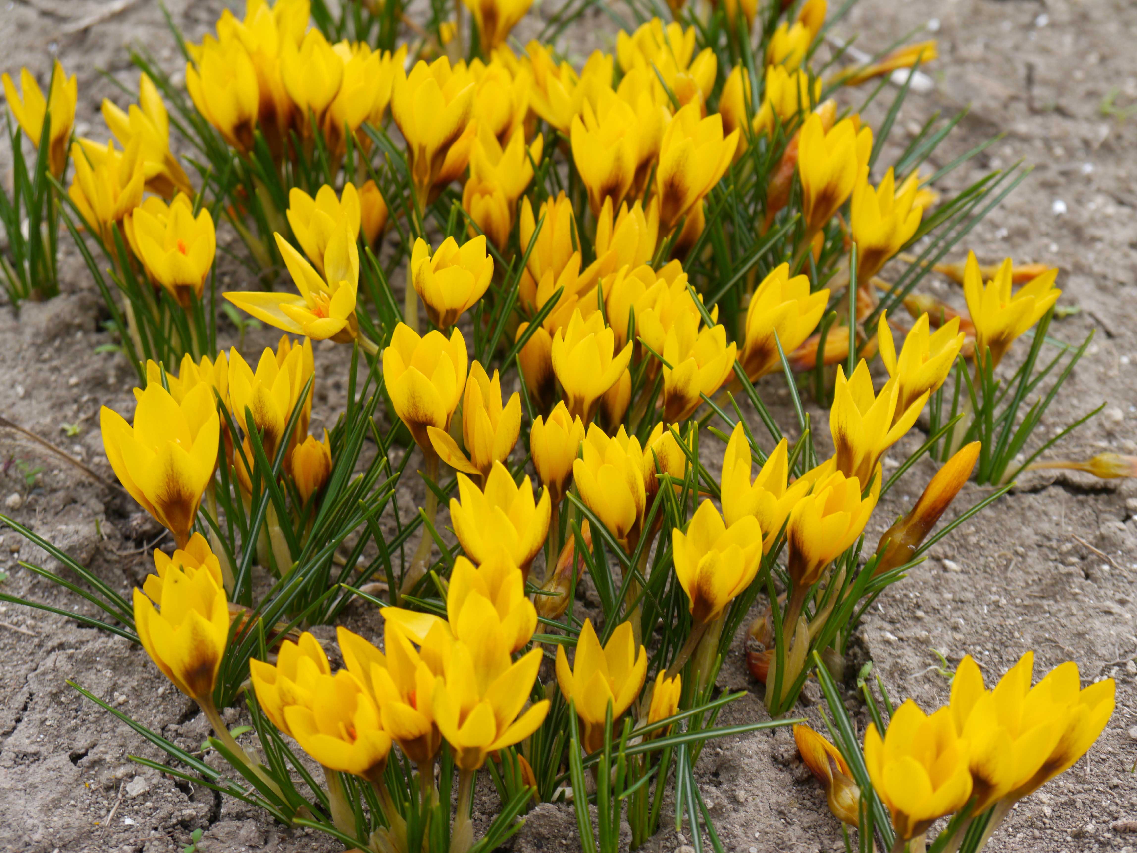 Mehrere gelbe Krokusse (Crocus) mit dunkler Blütenbasis und schmalen grünen Blättern auf sandigem Beet, Nahaufnahme