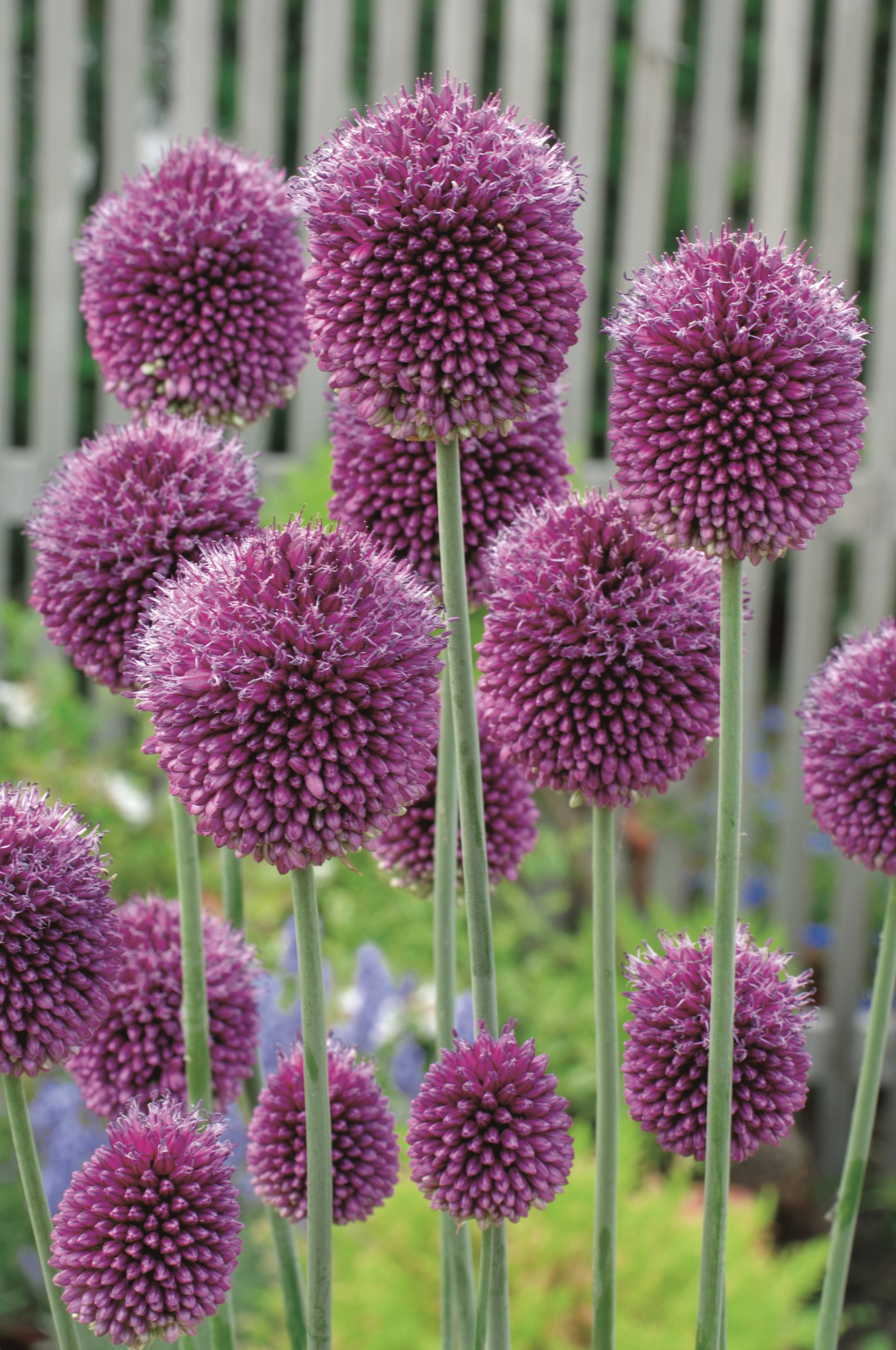 260235_16101491_FM Violette Kugelblüten des Zierlauchs (Allium) in Nahaufnahme vor einem Lattenzaun