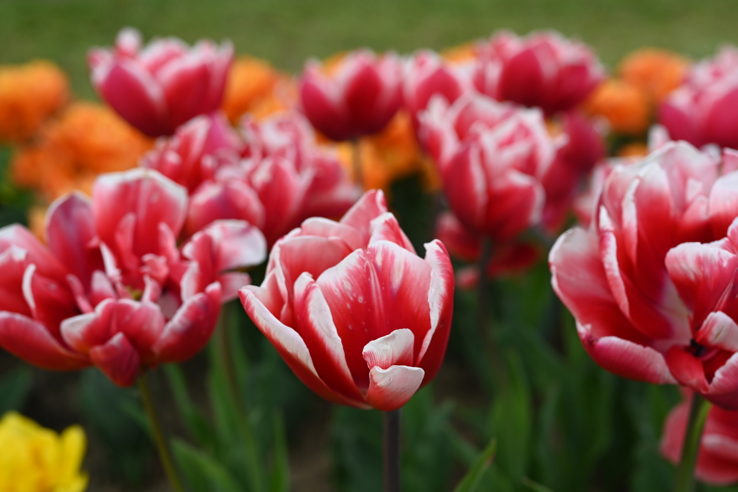 Gefüllte frühe Tulpen Voicemail