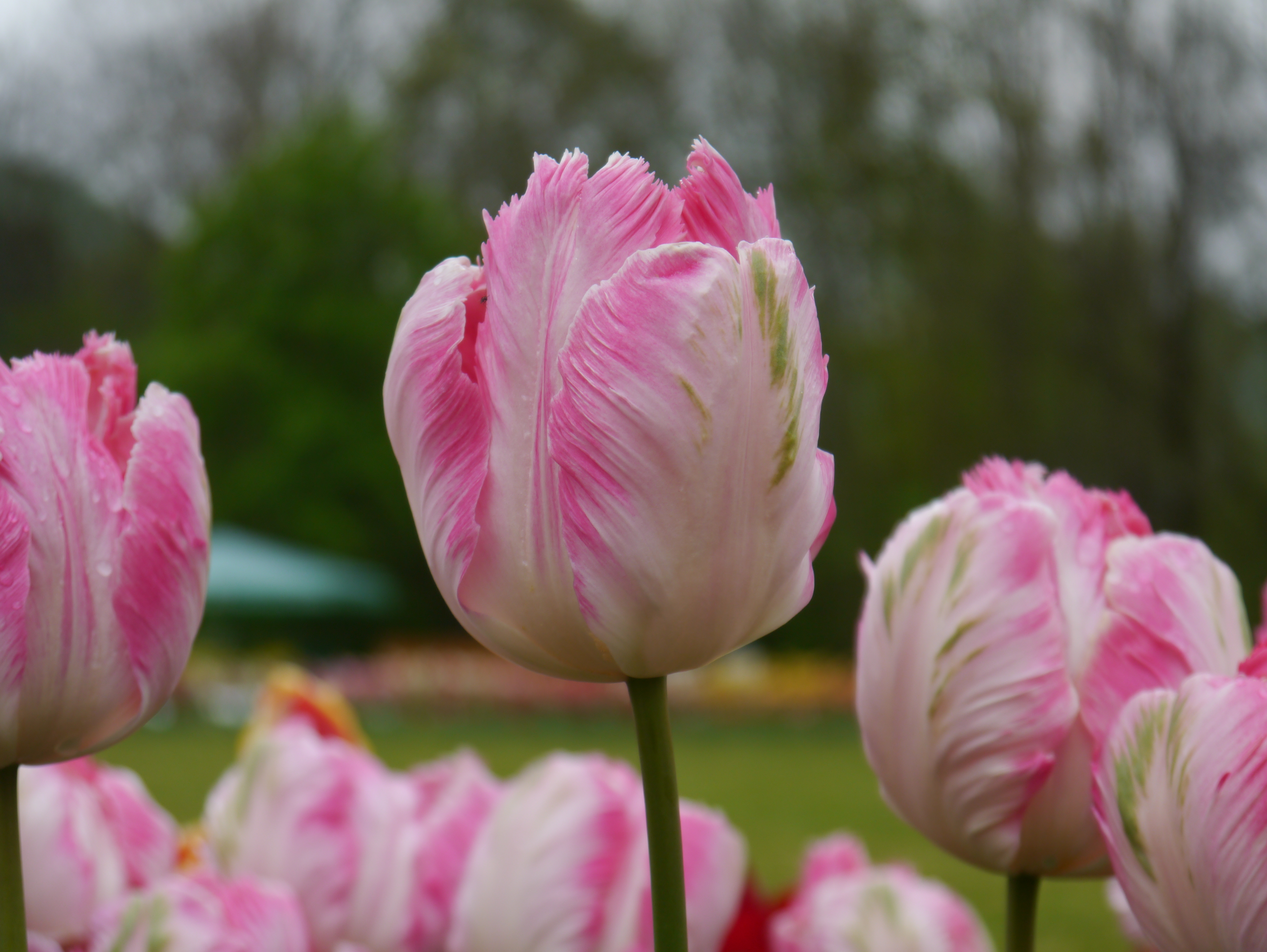 Nahaufnahme einer rosa-weißen Fransen-Tulpe mit gezackten Blütenblättern in einem Blumenbeet vor unscharfem, grünem Hintergrund