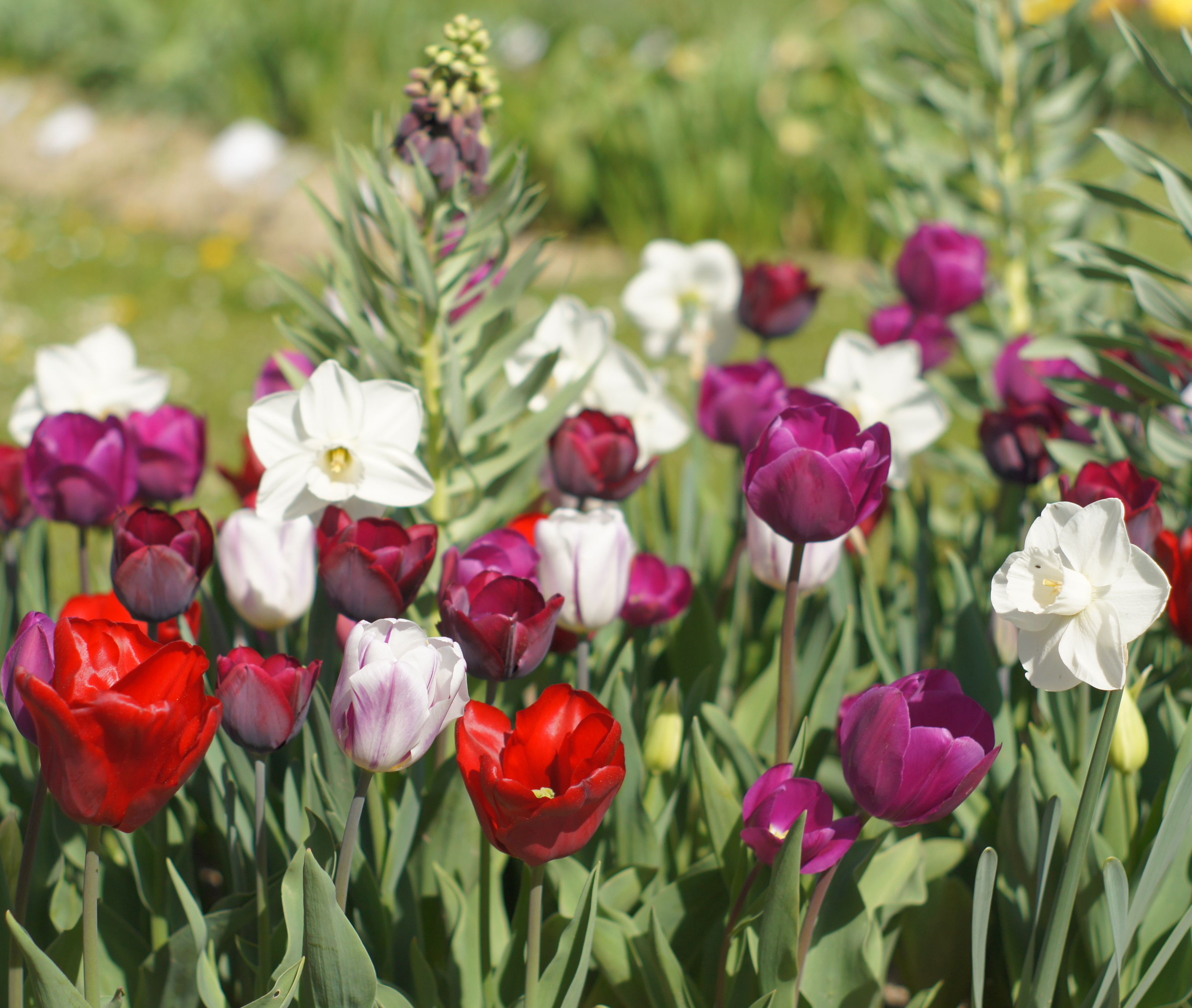 22062_Velvet White Purple Blick auf ein Blumenbeet mit roten, violetten und weißen Tulpen sowie weißen Narzissen bei Sonnenschein