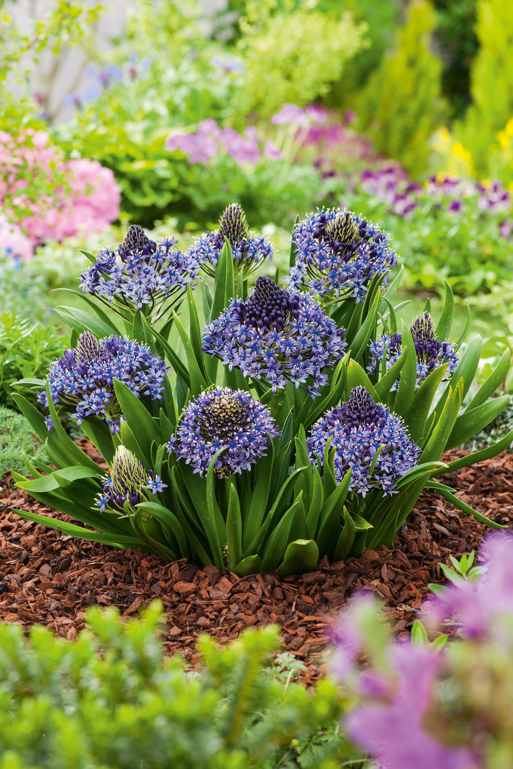 265405_Scilla_peruviana Nahaufnahme von blühenden blau-violetten, kugelförmigen Scilla-Blüten mit grünen Blättern in einem gemulchten Gartenbeet