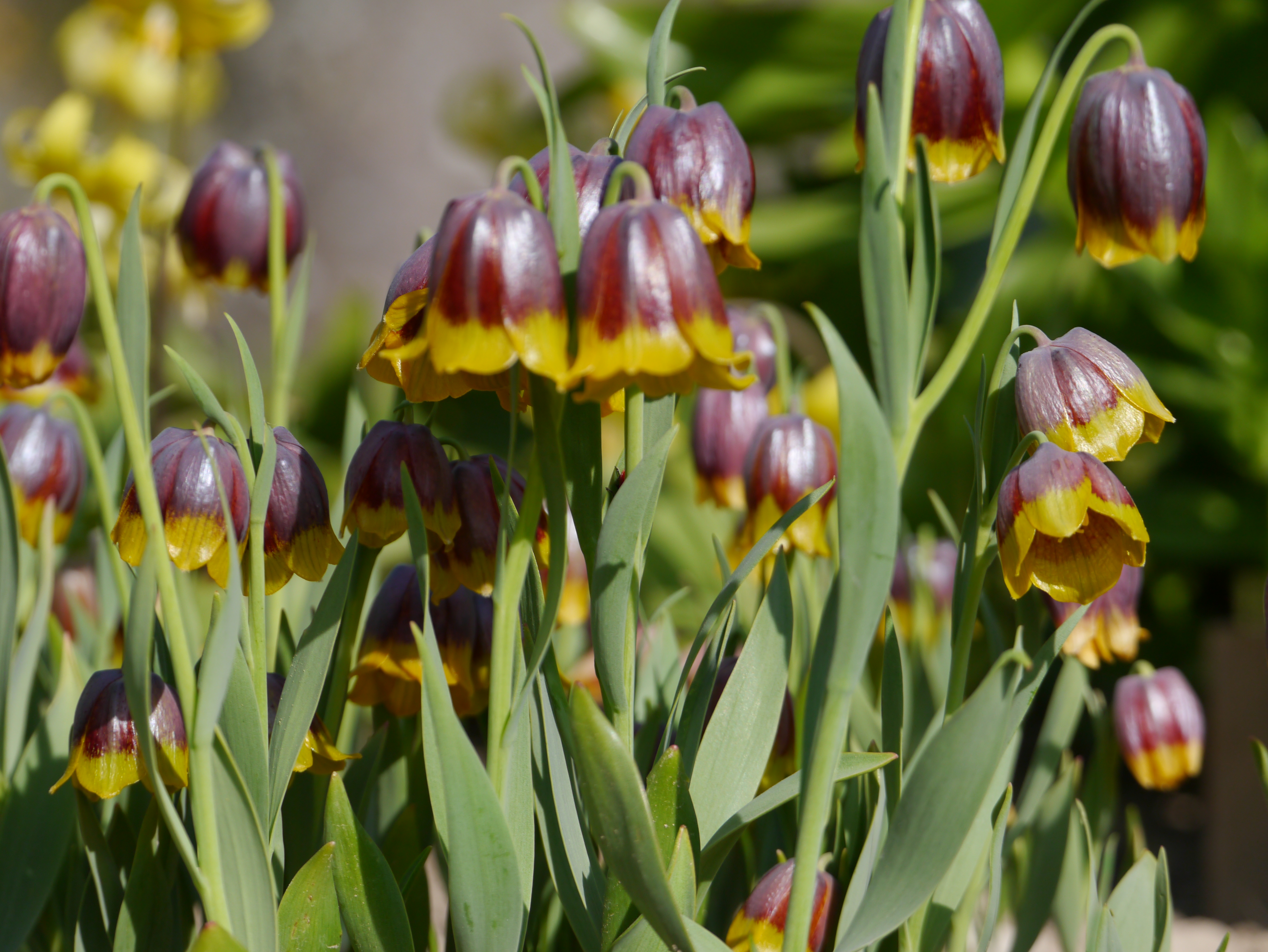 265206_Fritillaria michailovskyi Nahaufnahme von zweifarbigen Fritillaria-Blüten: hängende, glockenförmige Blüten mit dunkelvioletter bis kastanienbrauner Oberseite und leuchtend gelben Rändern, umgeben von langen grünen Blättern.
