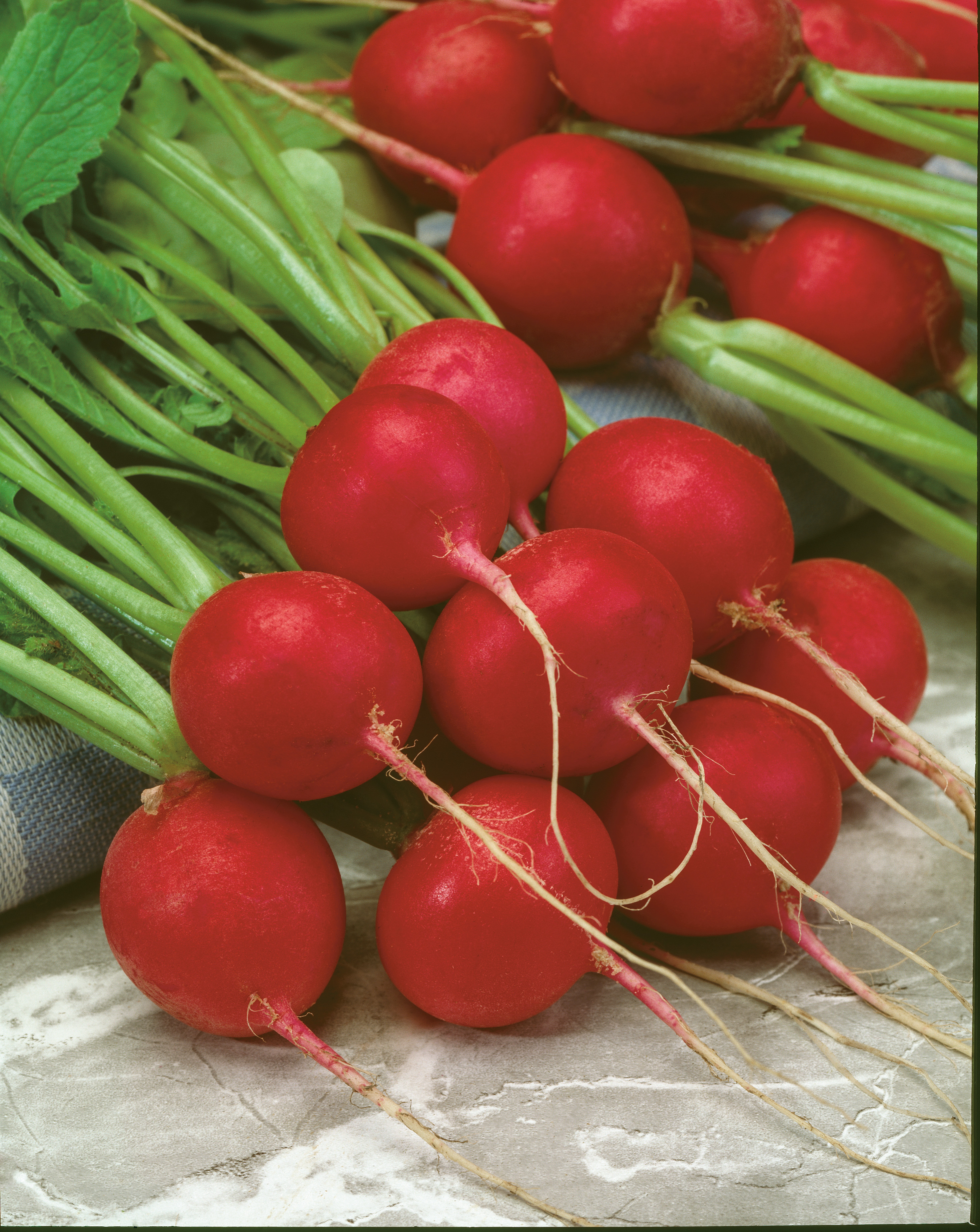 Frische, rote und runde Bio-Radieschen Raxe mit Laub – festfleischiges Radieschen-Saatgut von Samen-Fetzer für Balkonkasten und Garten