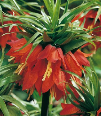 265161_Fritillaria imperialis Rubra.jpg Nahaufnahme einer blühenden Kaiserkrone (Fritillaria imperialis) mit mehreren hängenden orange-roten Glockenblüten und grünen, lanzettlichen Blättern