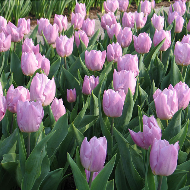 Zarte rosa Tulpen im Blütenfeld Ein Feld mit zahlreichen rosa Tulpen umgeben von grünen Blättern