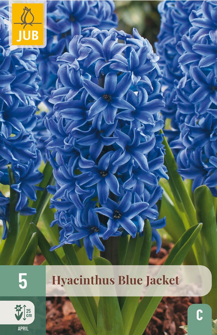 Garten-Hyazinthen Blue Jacket