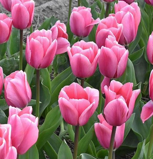 224212_D.-H.-Tulpen Big Love_1 Nahaufnahme von rosa Tulpen mit grünen Blättern im Beet, frische Frühlingsblumen
