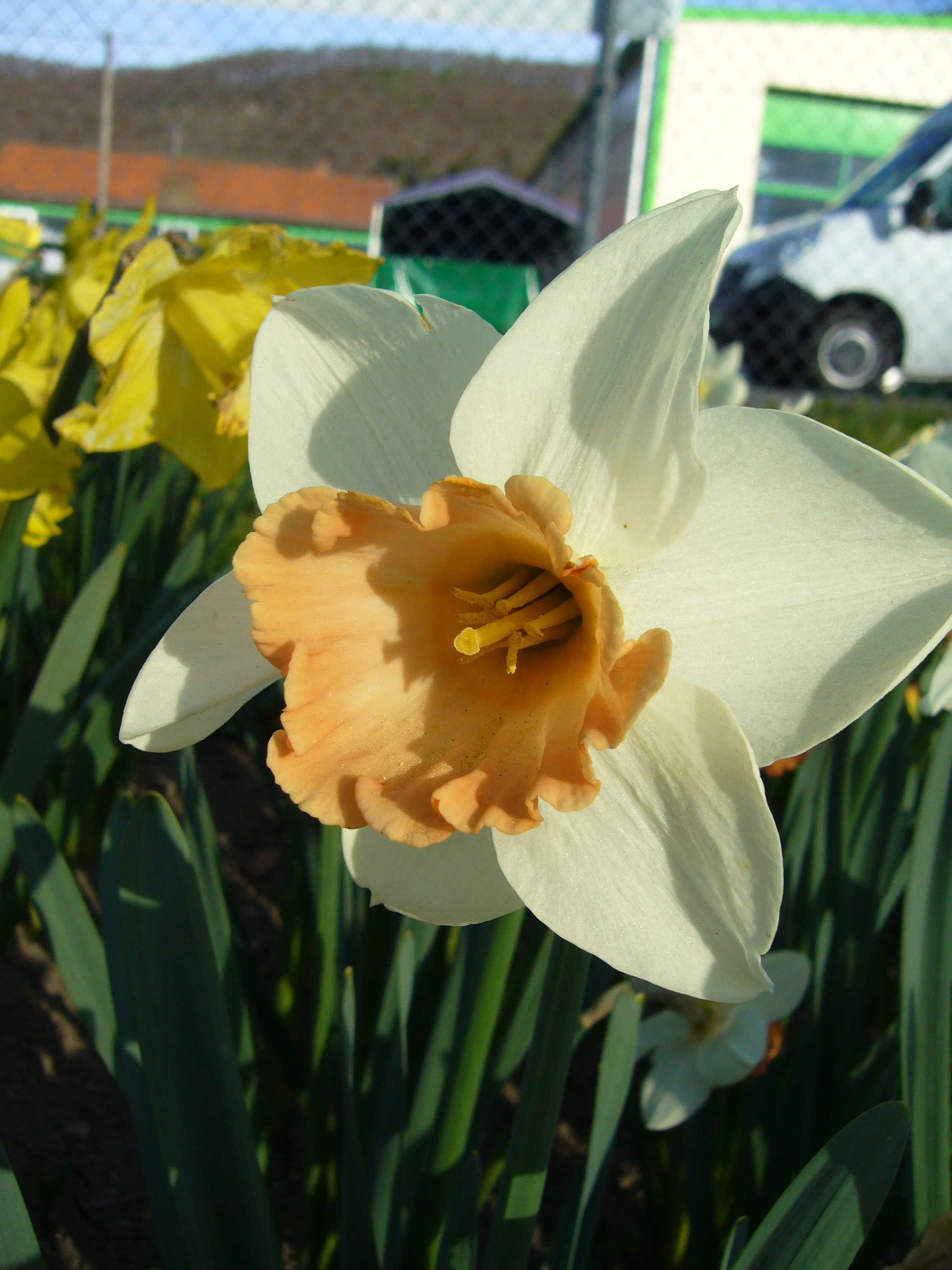 245682_Großkronige Narzissen Accent_1 Nahaufnahme einer Narzissenblüte mit weißen Blütenblättern und apricotfarbener Trompete in einem Beet, unscharfer Hintergrund mit weiteren Narzissen