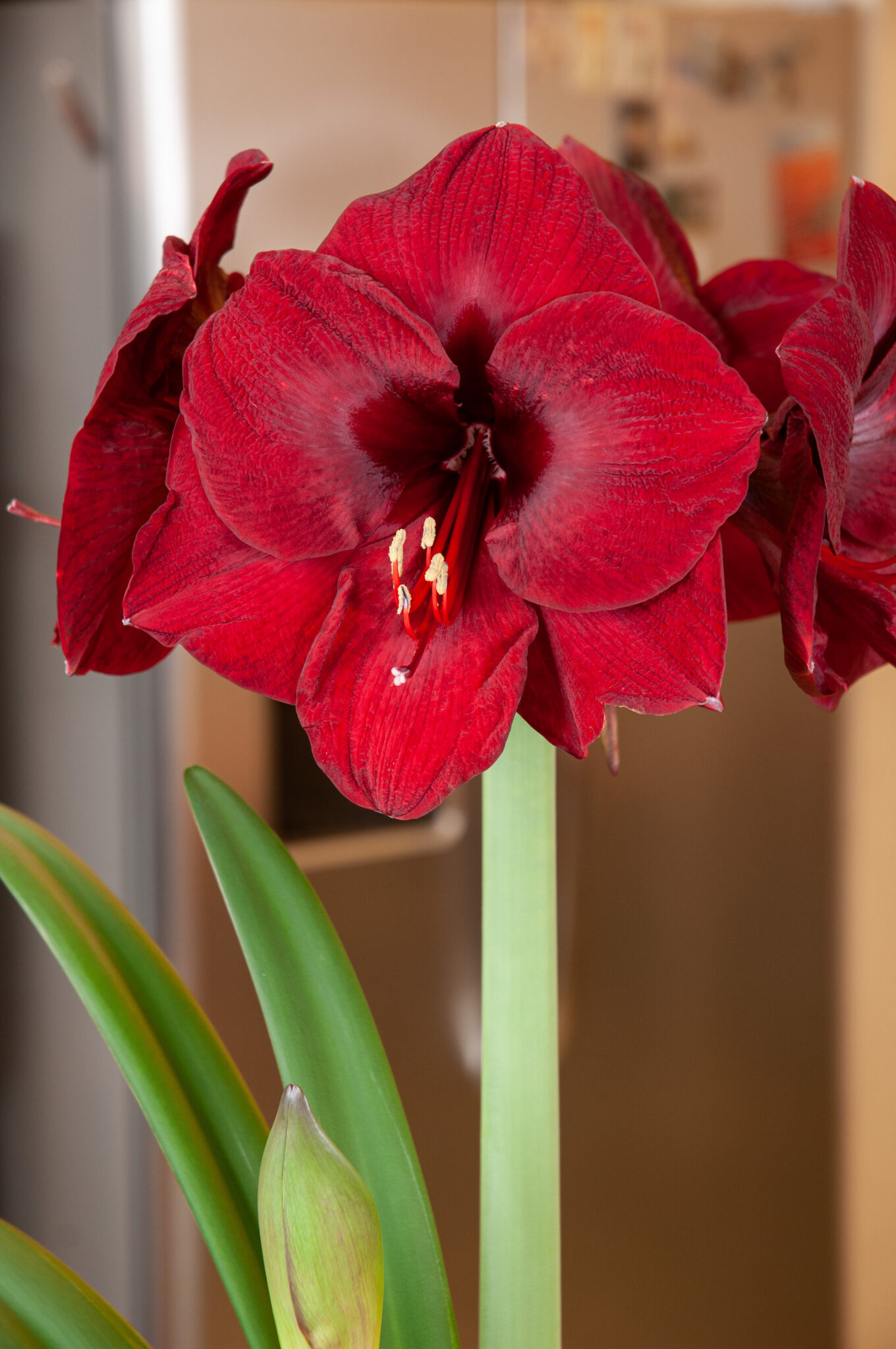 Amaryllis Galaxy, präpariert Andes Sunset