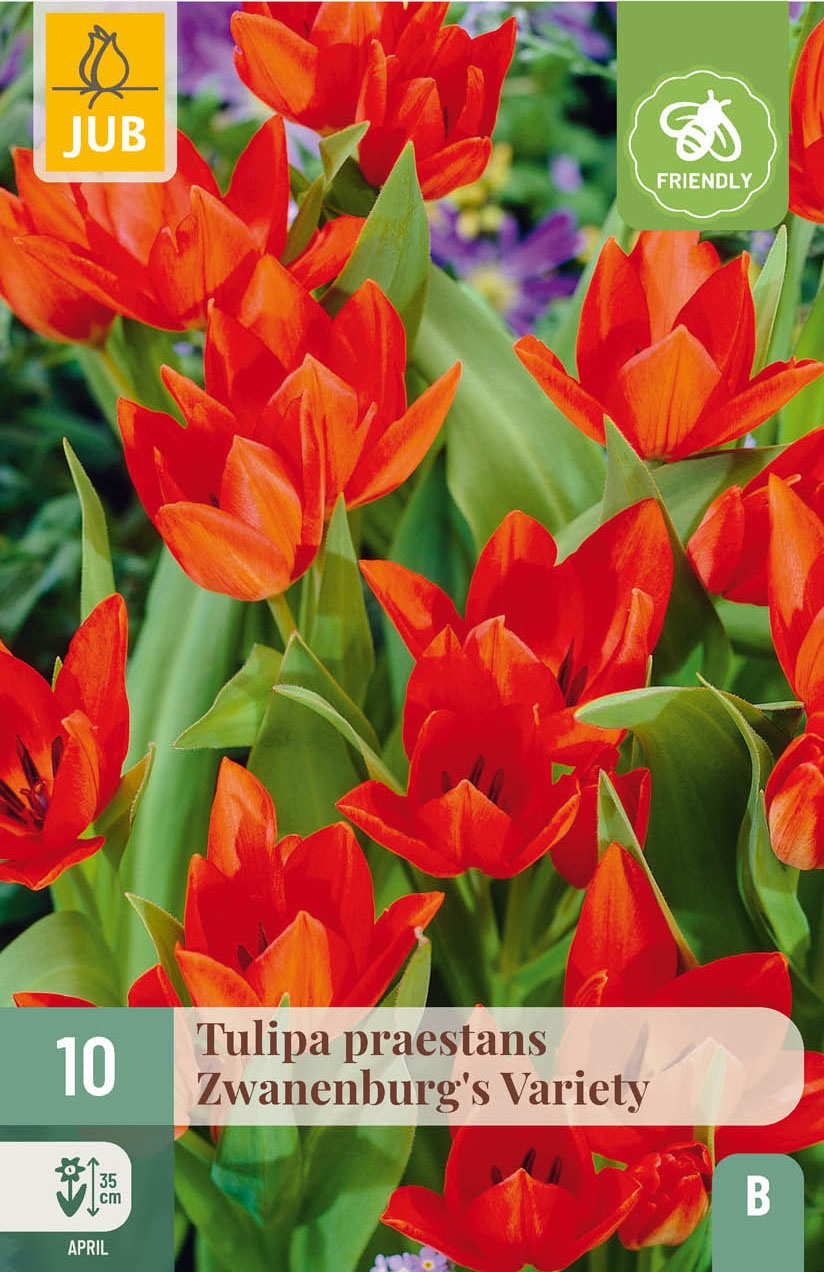 Tulipa praestans Zwanenburg