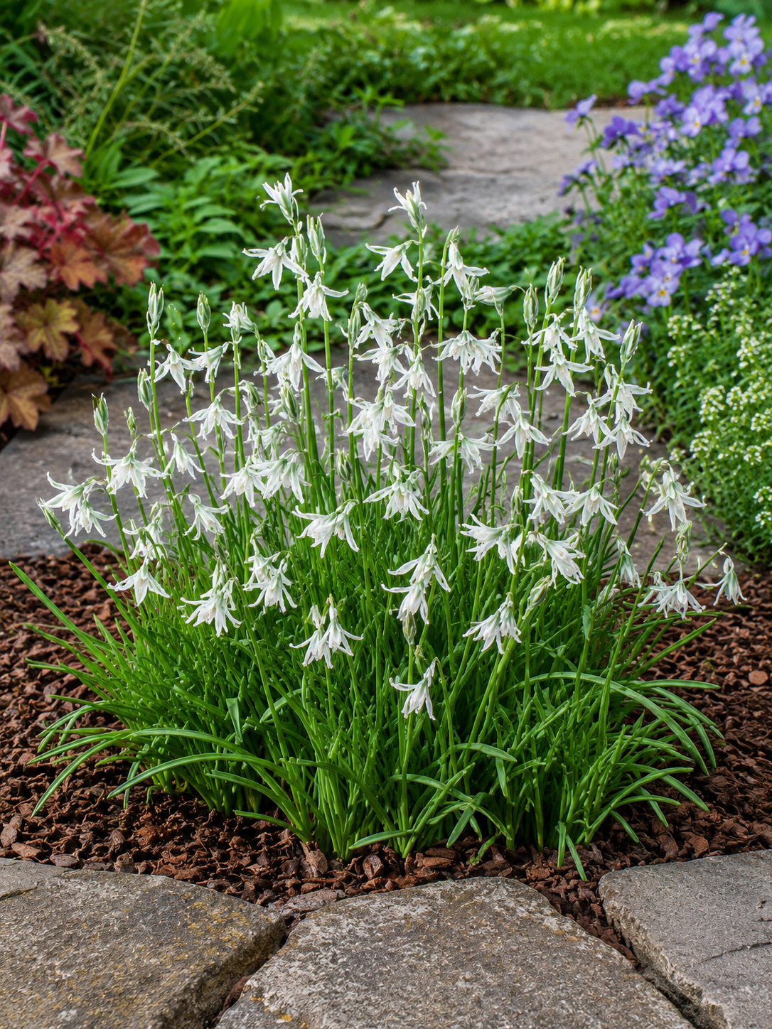 Ornithogalum nutans
