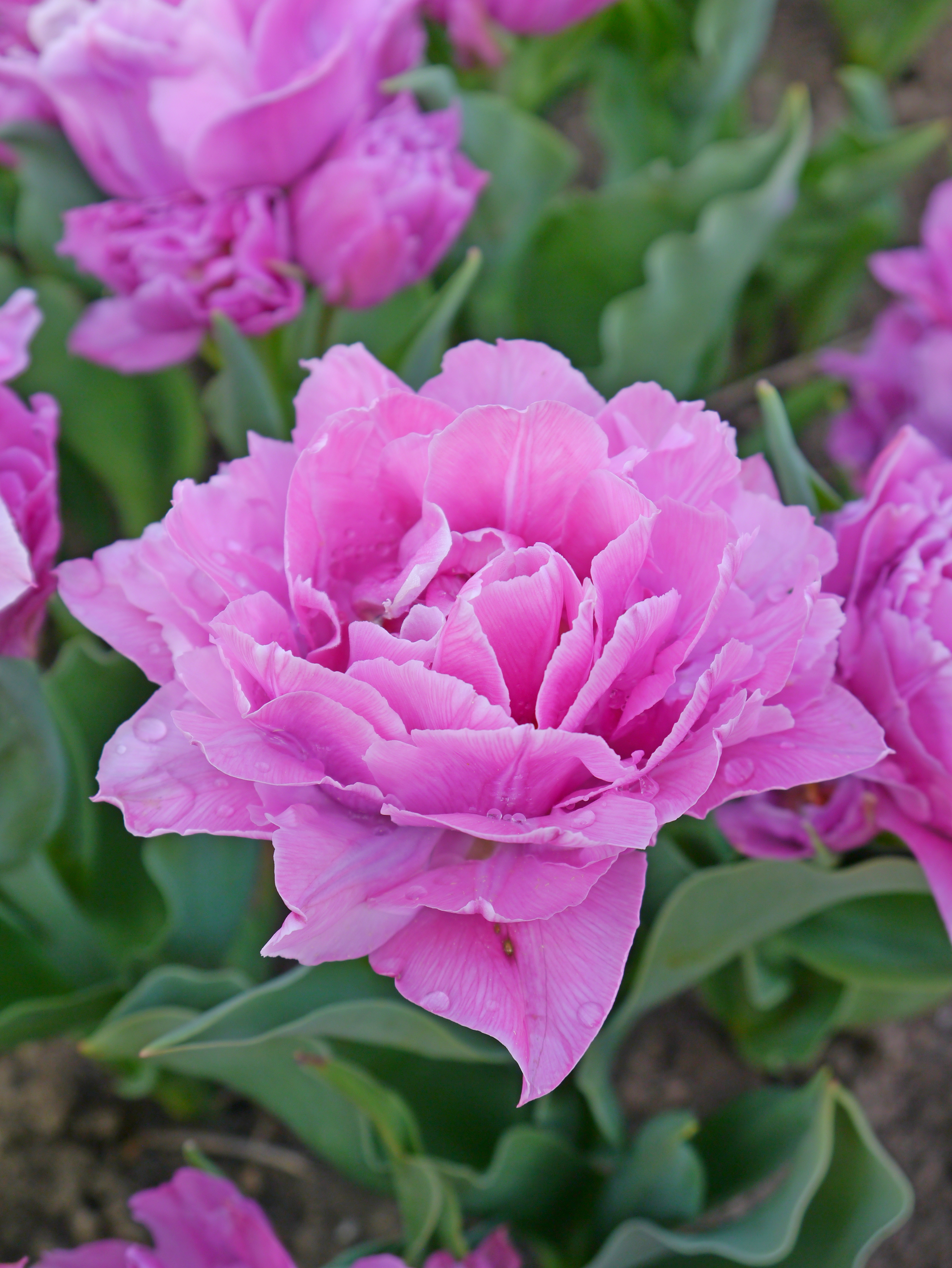 222752_Gef. frühe Tulpen Double Price Nahaufnahme einer rosa, gefüllten Tulpe (peonienähnlich) im Blumenbeet mit sichtbaren Wassertropfen auf den Blütenblättern und grünen Blättern im Hintergrund