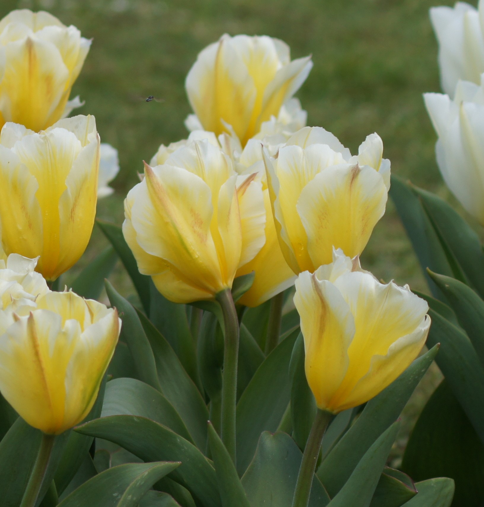 Fosteriana-Tulpen Sweetheart