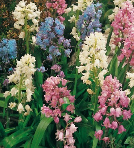 Hyacinthoides hispanica Mischung mit glockenförmigen Blüten in Blau, Rosa und Weiß – duftende Frühlingsblüher für Beete, Rabatten und Pflanzgefäße