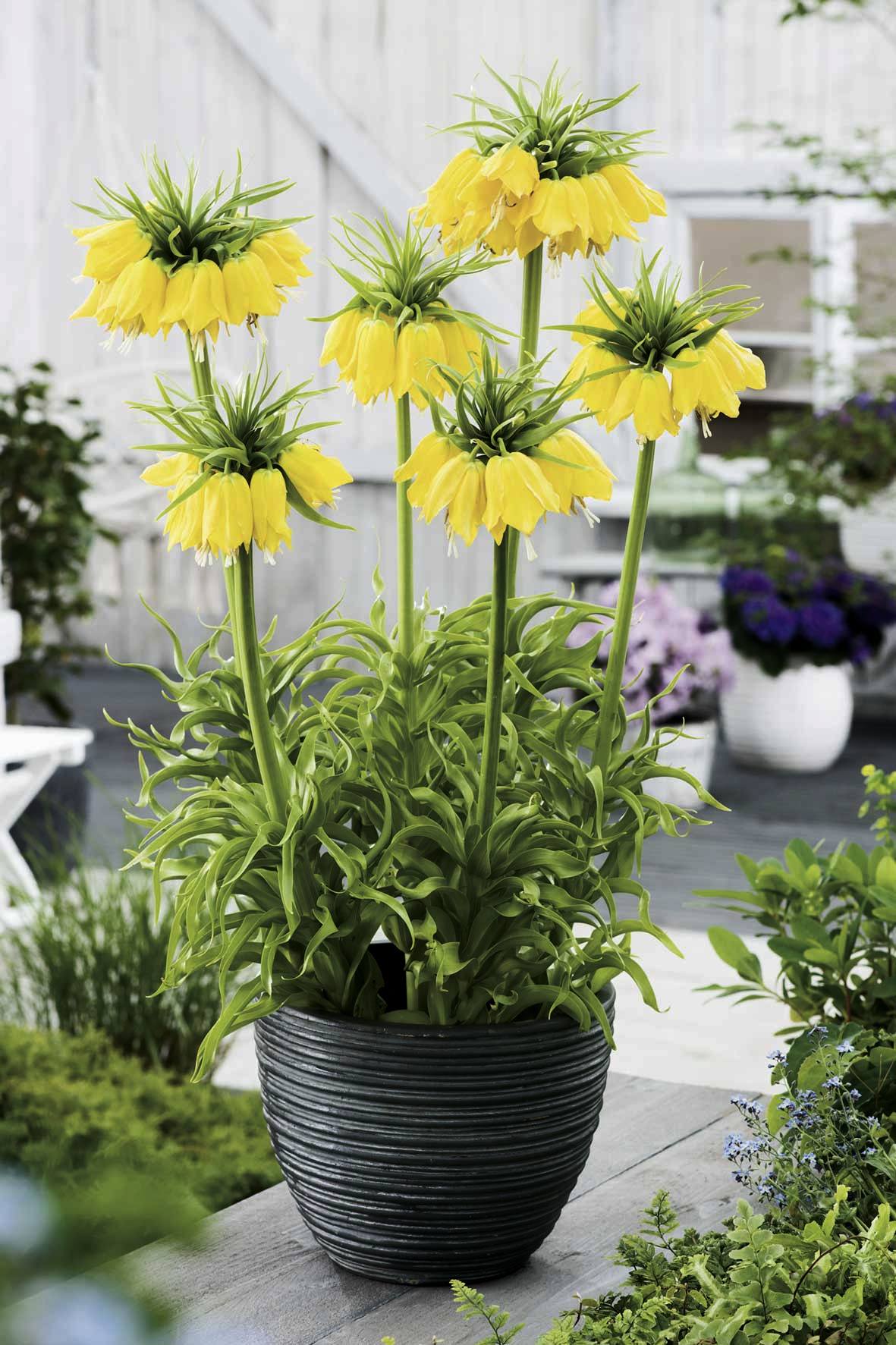 Fritillaria imperialis Lutea maxima