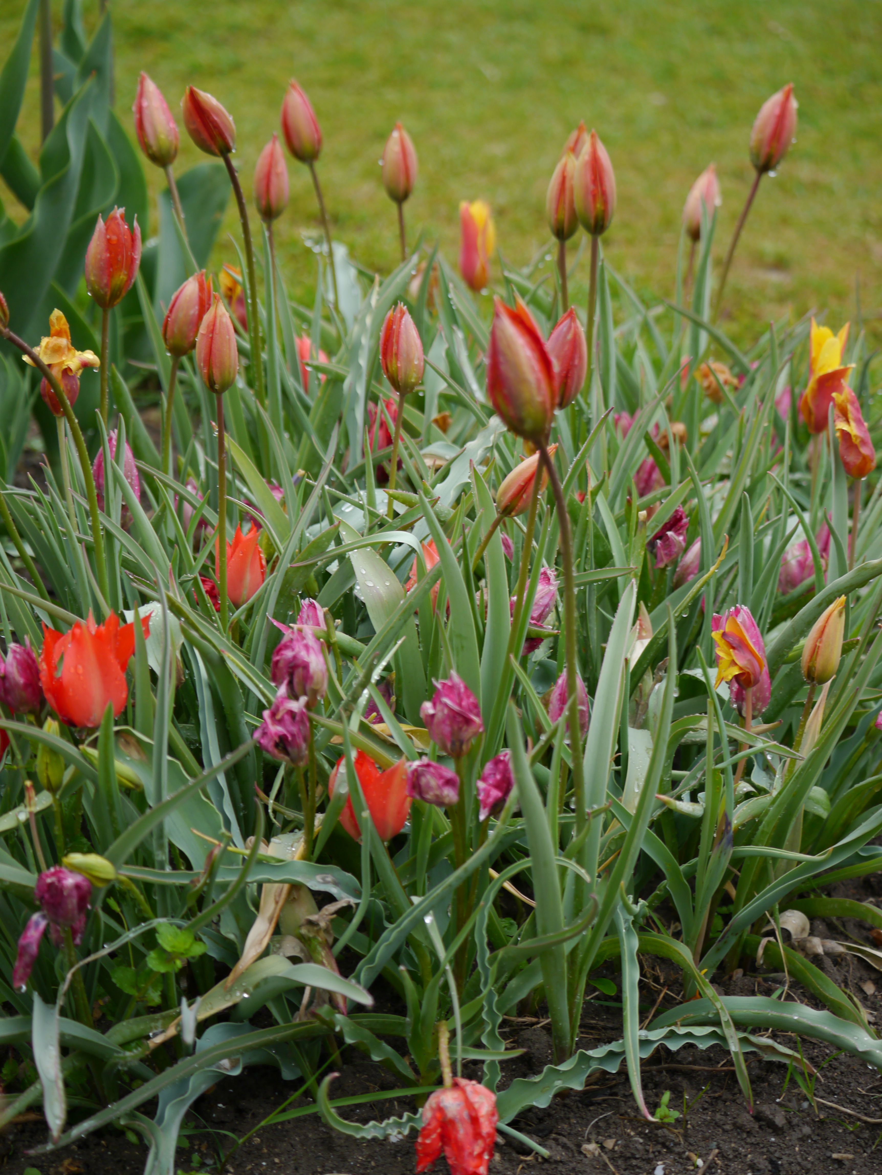 Tulipa Wildtulpen-Mischung, früh-spät