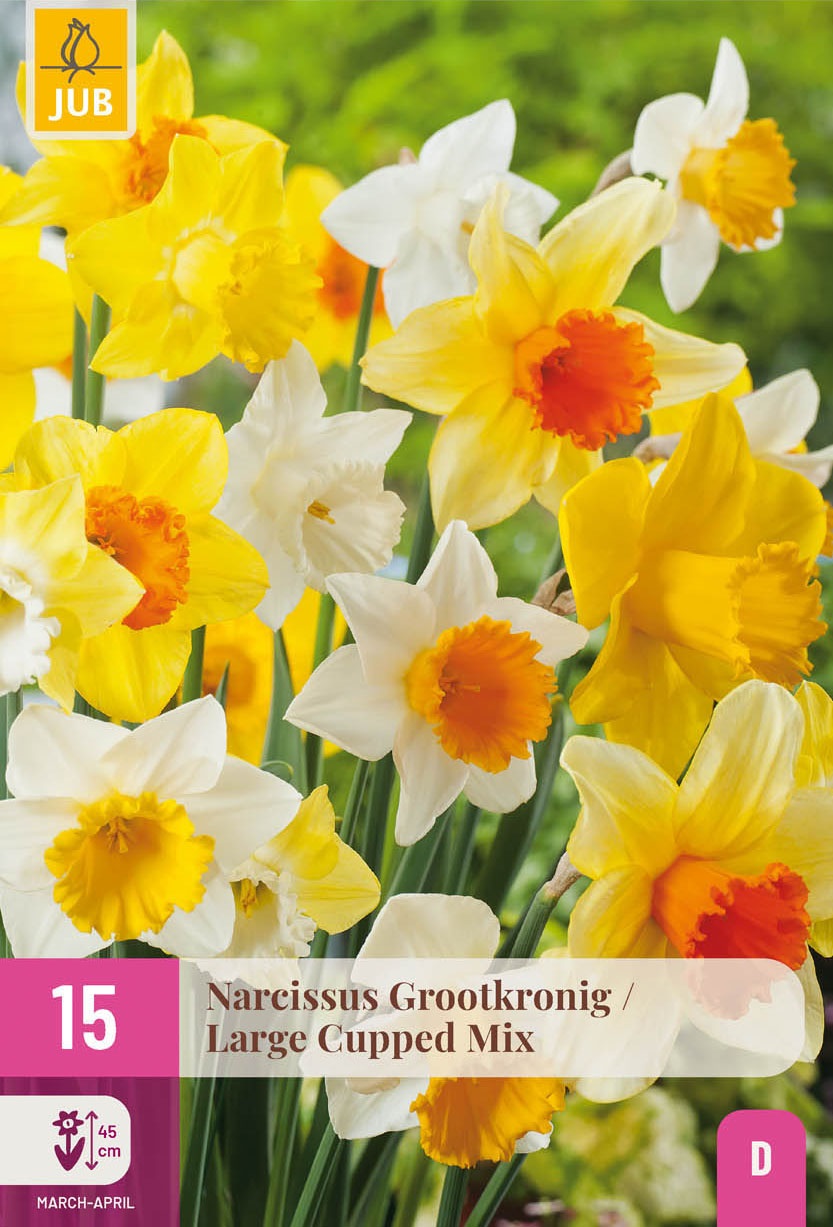 Großkronige Narzissen Mischung
