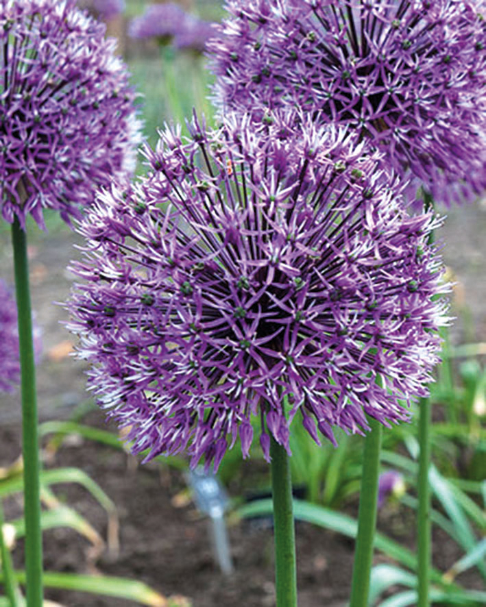 265079_Allium Early Emperor_RGB Nahaufnahme eines lila Allium (Zierlauch) mit kugelförmigen Blütenständen auf hohen Stielen im Blumenbeet