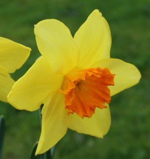 243442_Großkronige Narzissen Fortune Nahaufnahme einer gelben Narzisse (Osterglocke) mit kräftig orangefarbener Trompete vor grünem Hintergrund