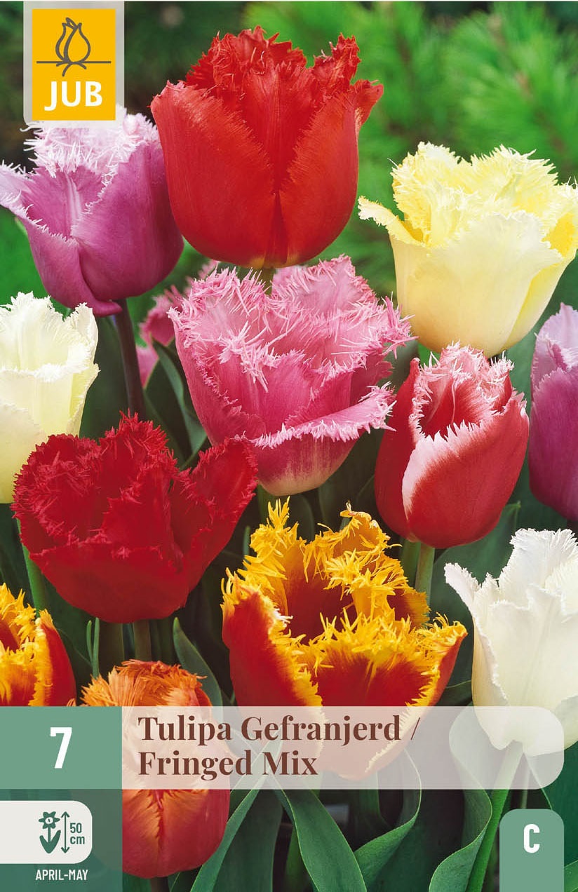 Crispa-Tulpen Mischung