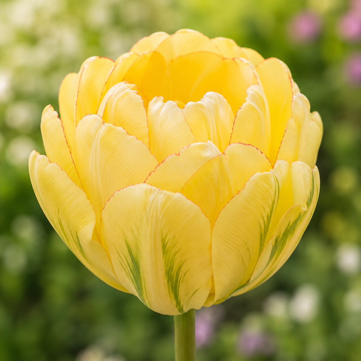 Gefüllte späte Tulpen Akebono