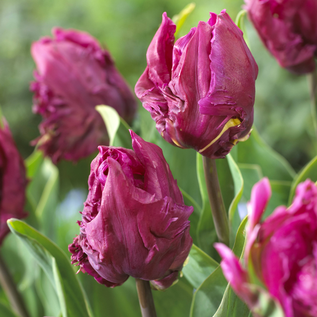 Schöne lila Tulpen in voller Blüte Nahaufnahme von lila Tulpen mit gefransten Blütenblättern