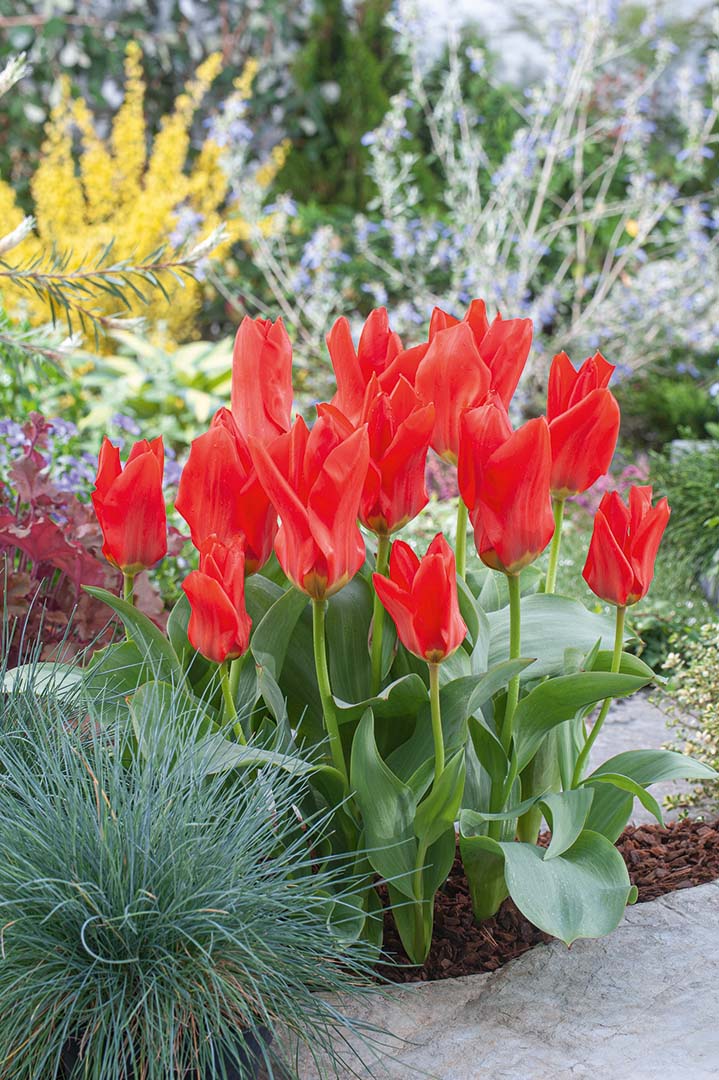 Fosteriana-Tulpen Madame Lefeber (Roter Kaiser)