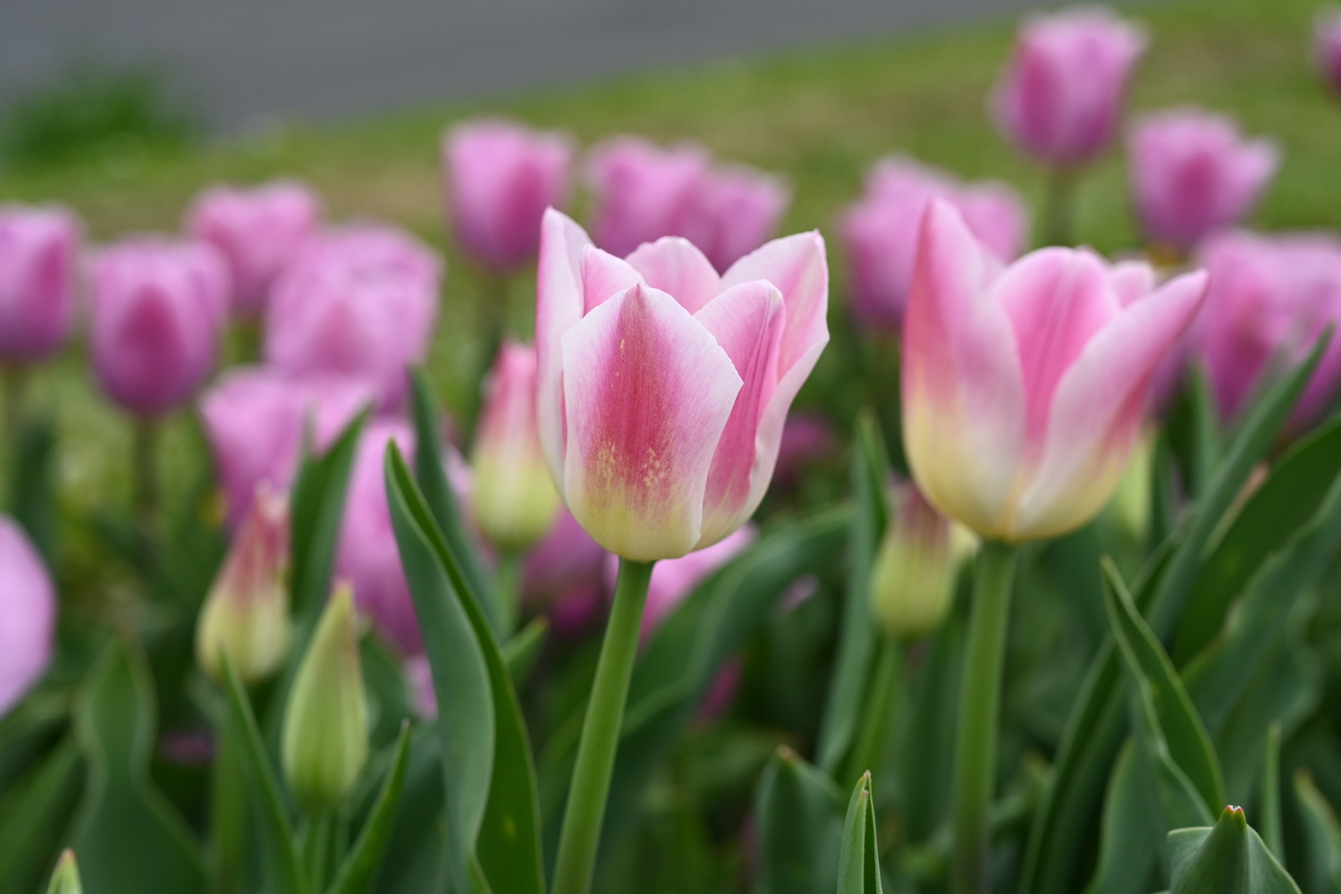 223301_Royal_Ten Nahaufnahme rosa-weißer Tulpen mit grünen Blättern und unscharfem Hintergrund