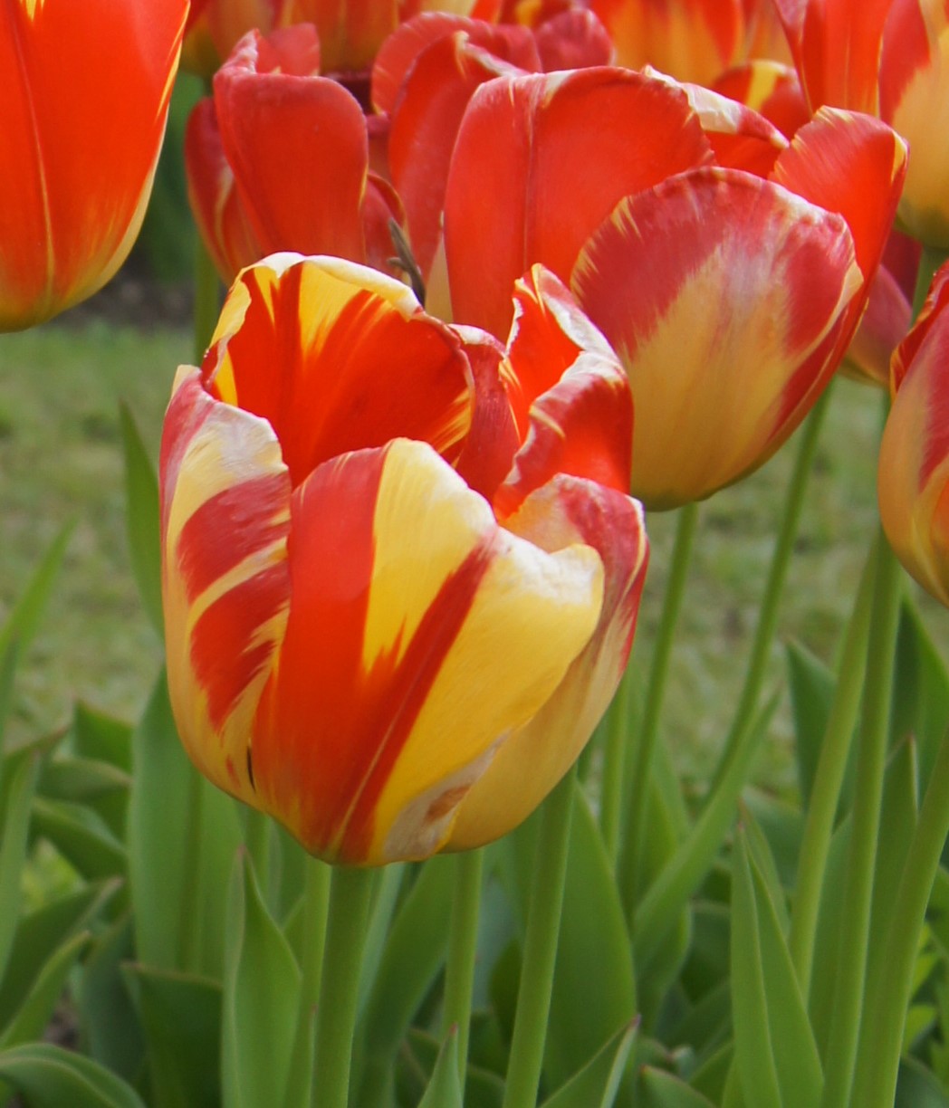 224112_D.-H.-Tulpen Banja Luka_2 Nahaufnahme mehrerer rot-gelb geflammter Tulpen im Beet mit grünen Blättern