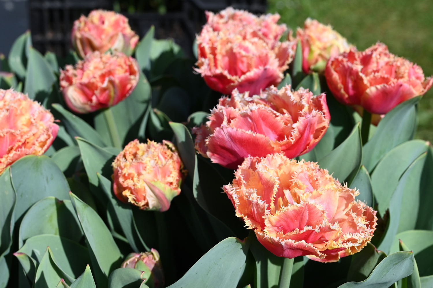 Crispa-Tulpen Brisbane