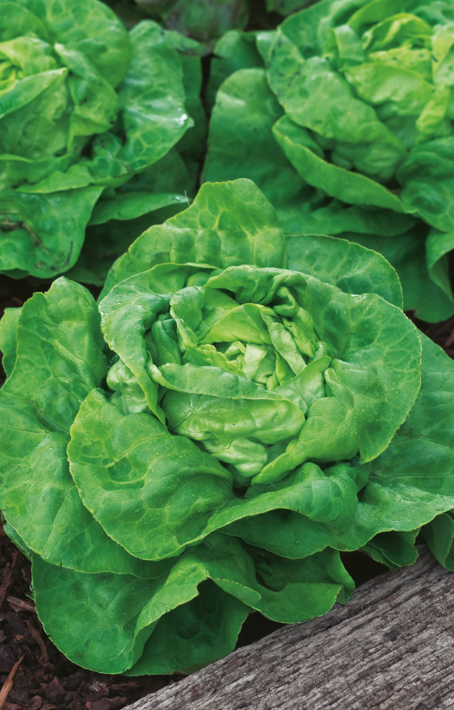 Kopfsalat Kagraner Sommer