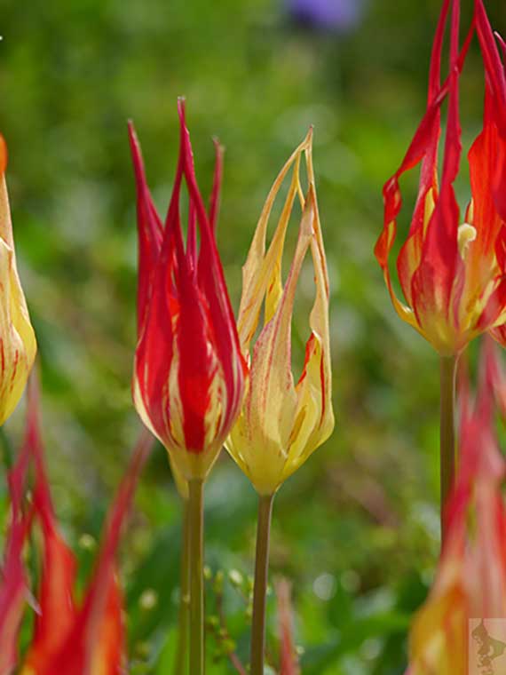 Mehrere spitz zulaufende rot-gelbe Tulpenblüten (Flammentulpen) in voller Blüte vor unscharfem, grünem Hintergrund