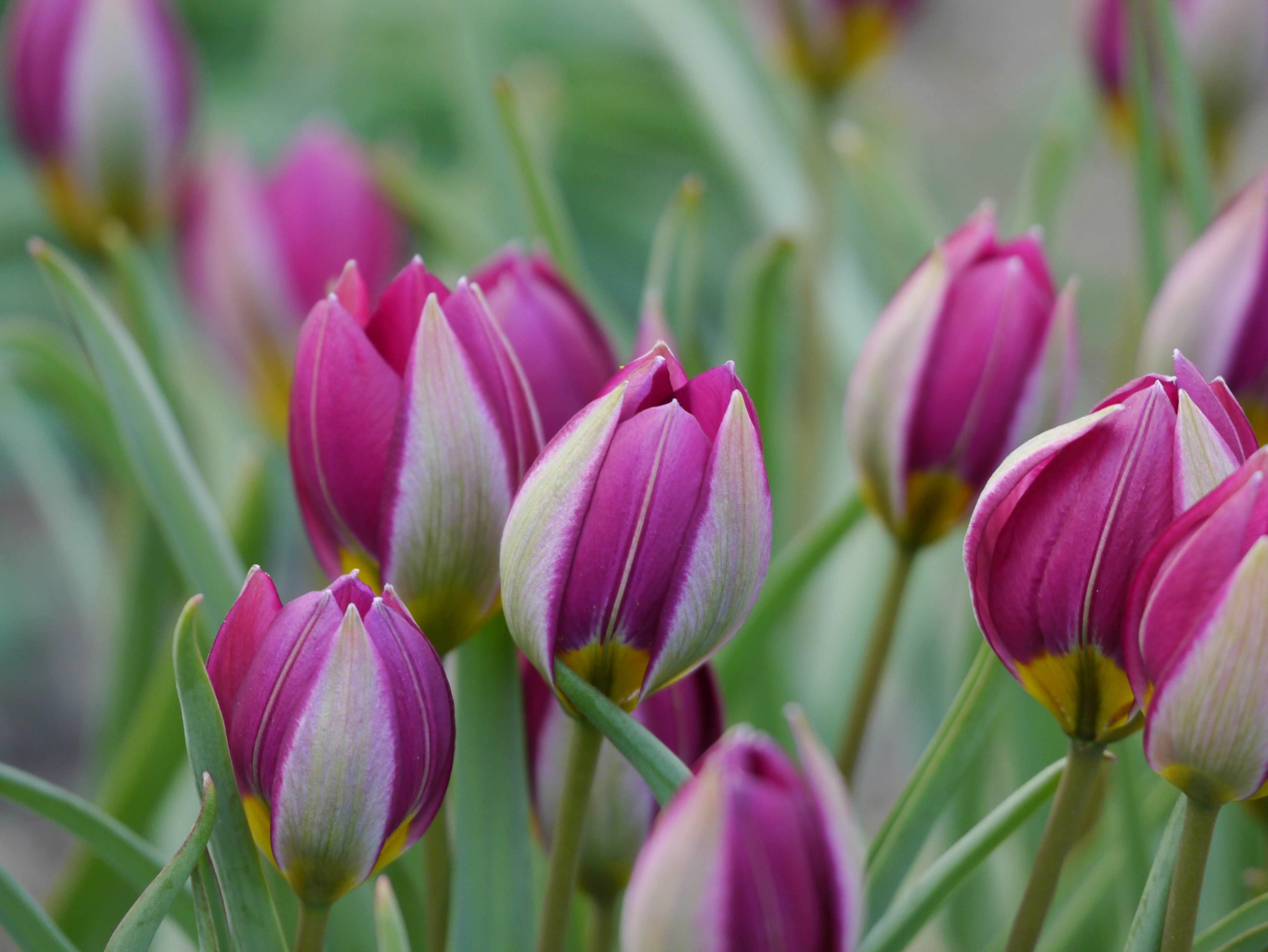 237006_Tulipa humilis Persian Pearl_1 Nahaufnahme mehrerer violett-rosa Tulpenknospen mit grünen Blättern und gelblichen Kelchansätzen, fotografiert im Freien