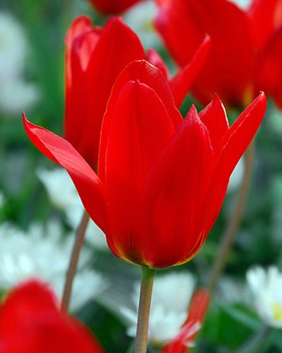 234002_Fosteriana-Tulpen Princeps Rote Tulpe in Nahaufnahme, unscharfer Hintergrund mit weißen Blüten