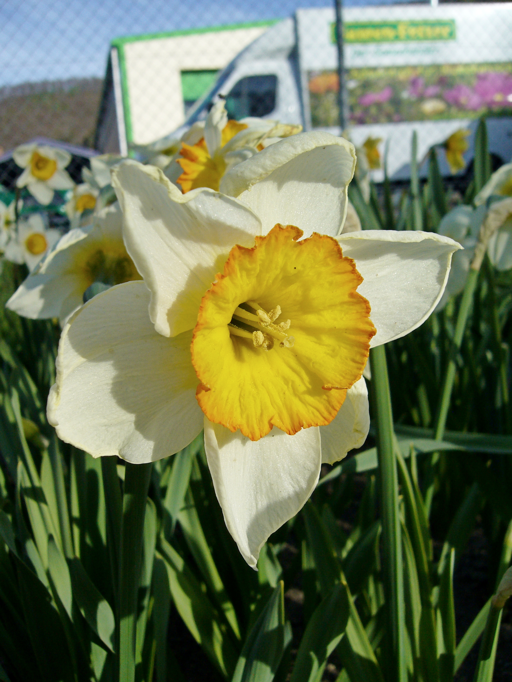 242172_Großkronige Narzissen Flower Recor Nahaufnahme einer Narzisse mit weißen Blütenblättern und gelber Trompete mit orangefarbenem Rand, im Beet vor grünem Laub und unscharfem Hintergrund