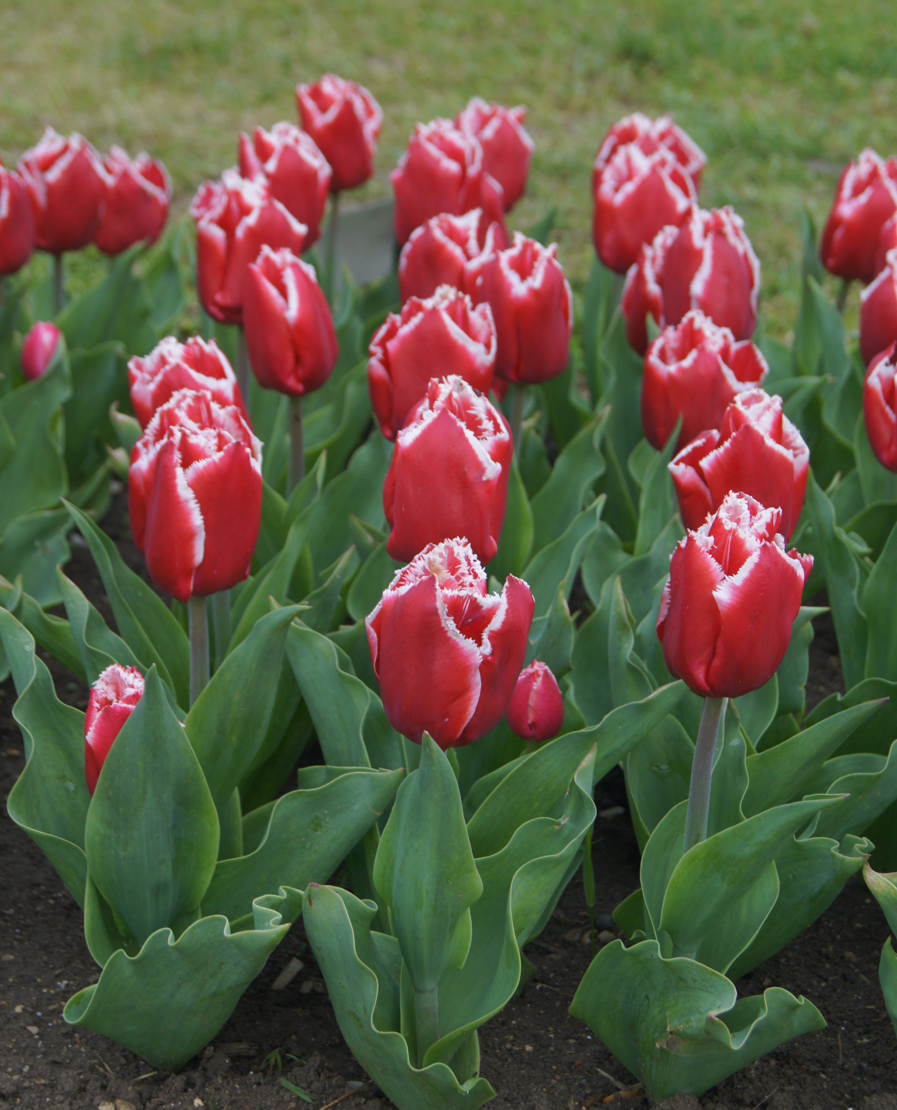 Crispa-Tulpen Canasta